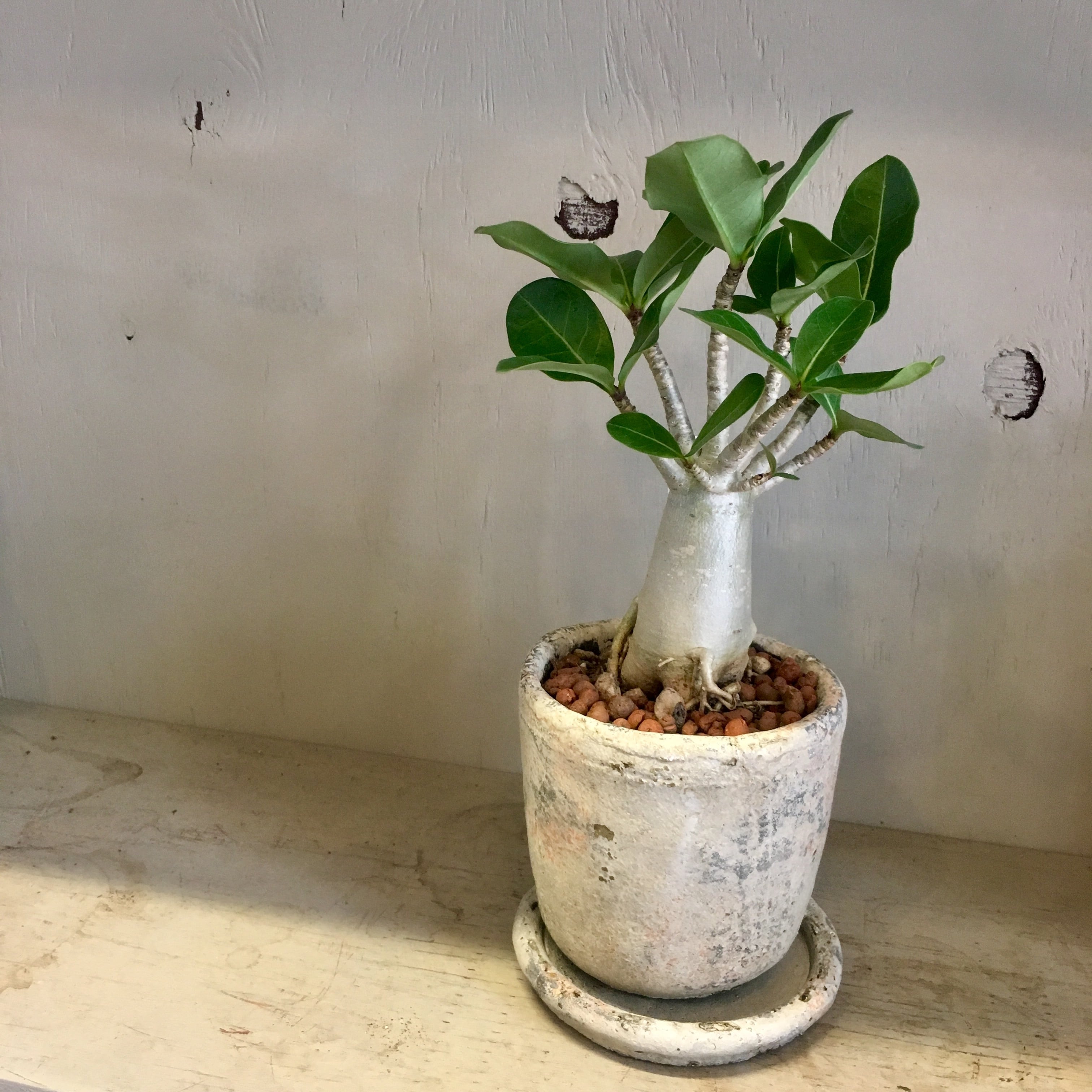 送料込】コーデックス アデニウム 9号 良株 良幹 春・秋に開花