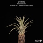 【送料無料】ionantha x caput-medusae〔エアプランツ〕現品発送T4828