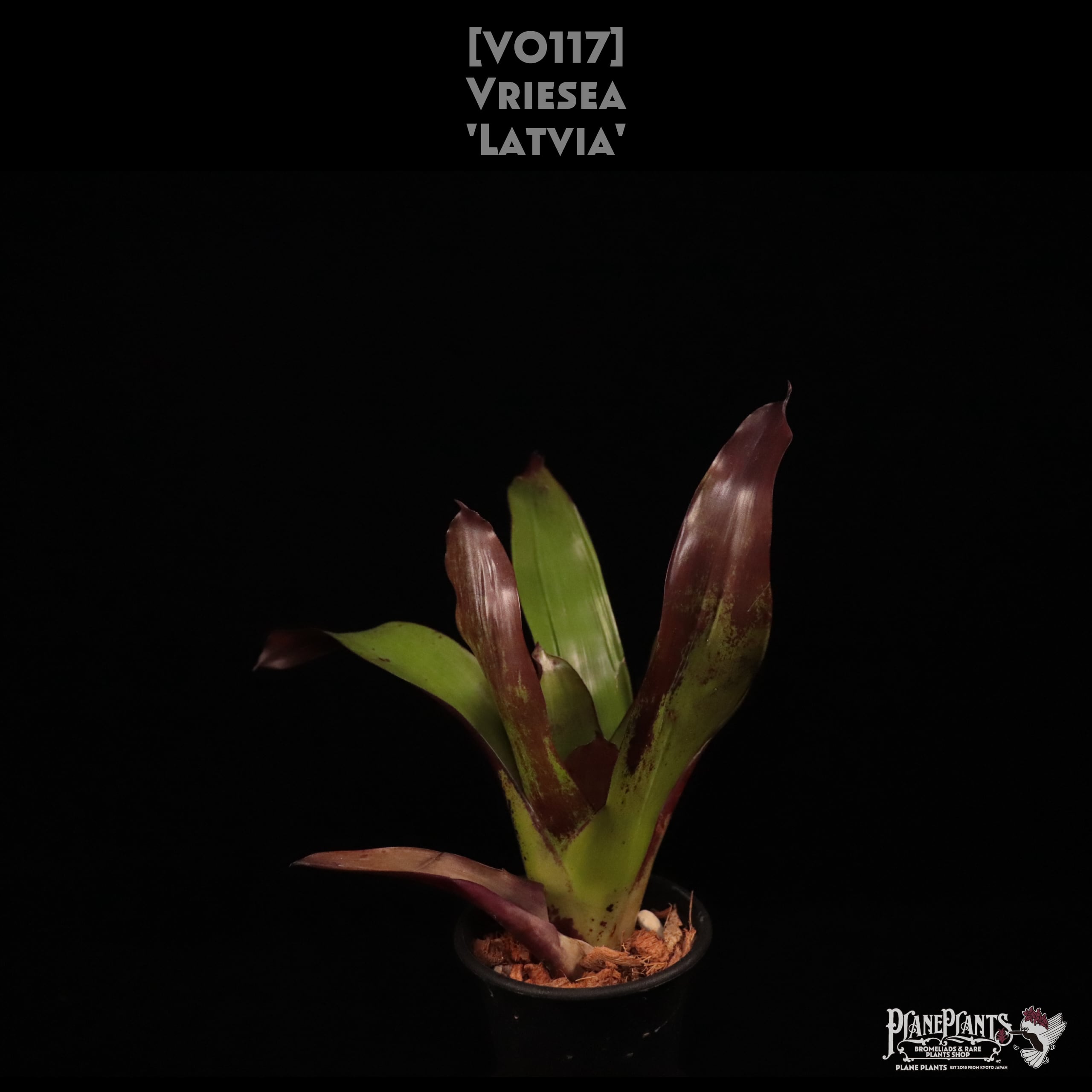 Vriesea | plane plants