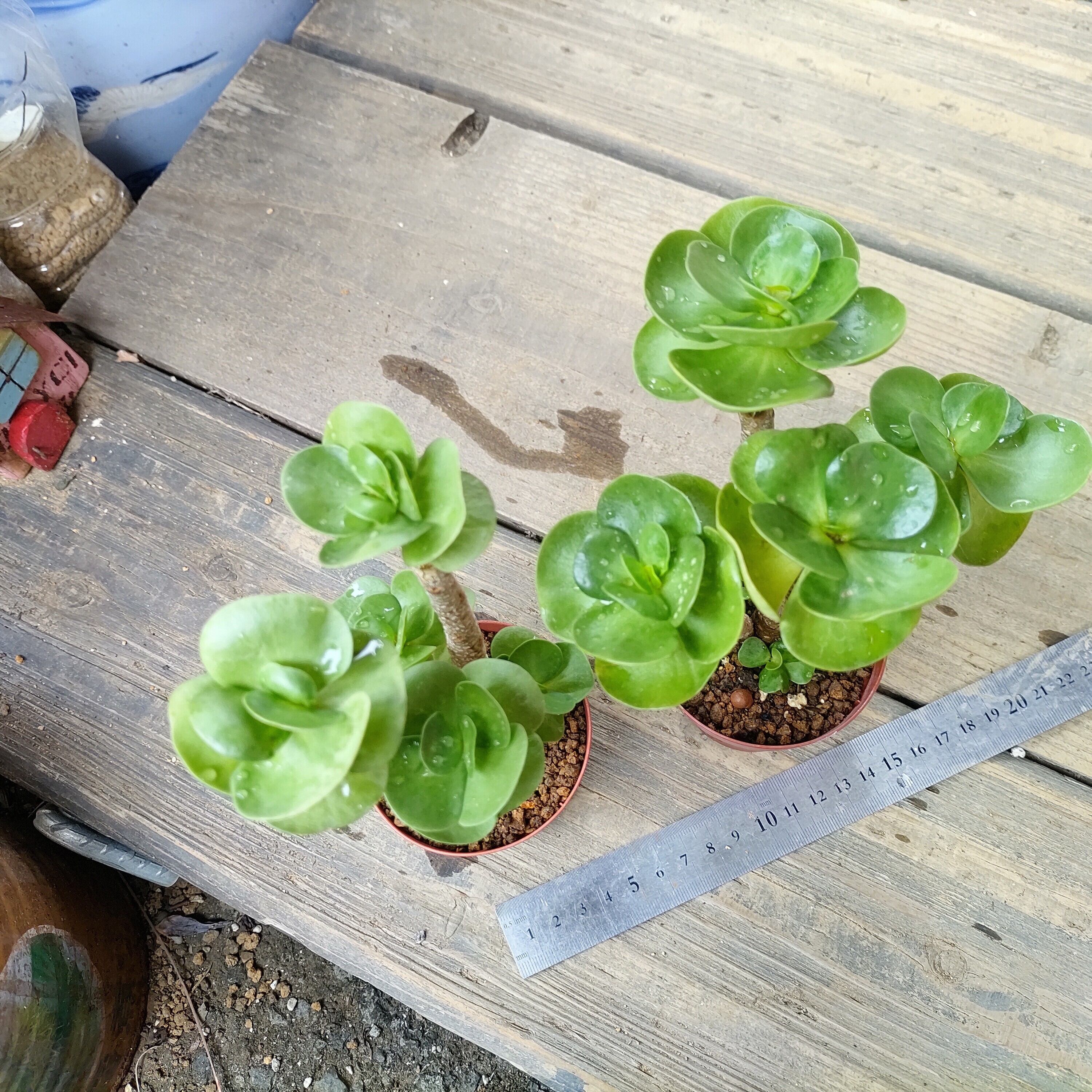 モロキニエンシス | RuPo 多肉植物専門店