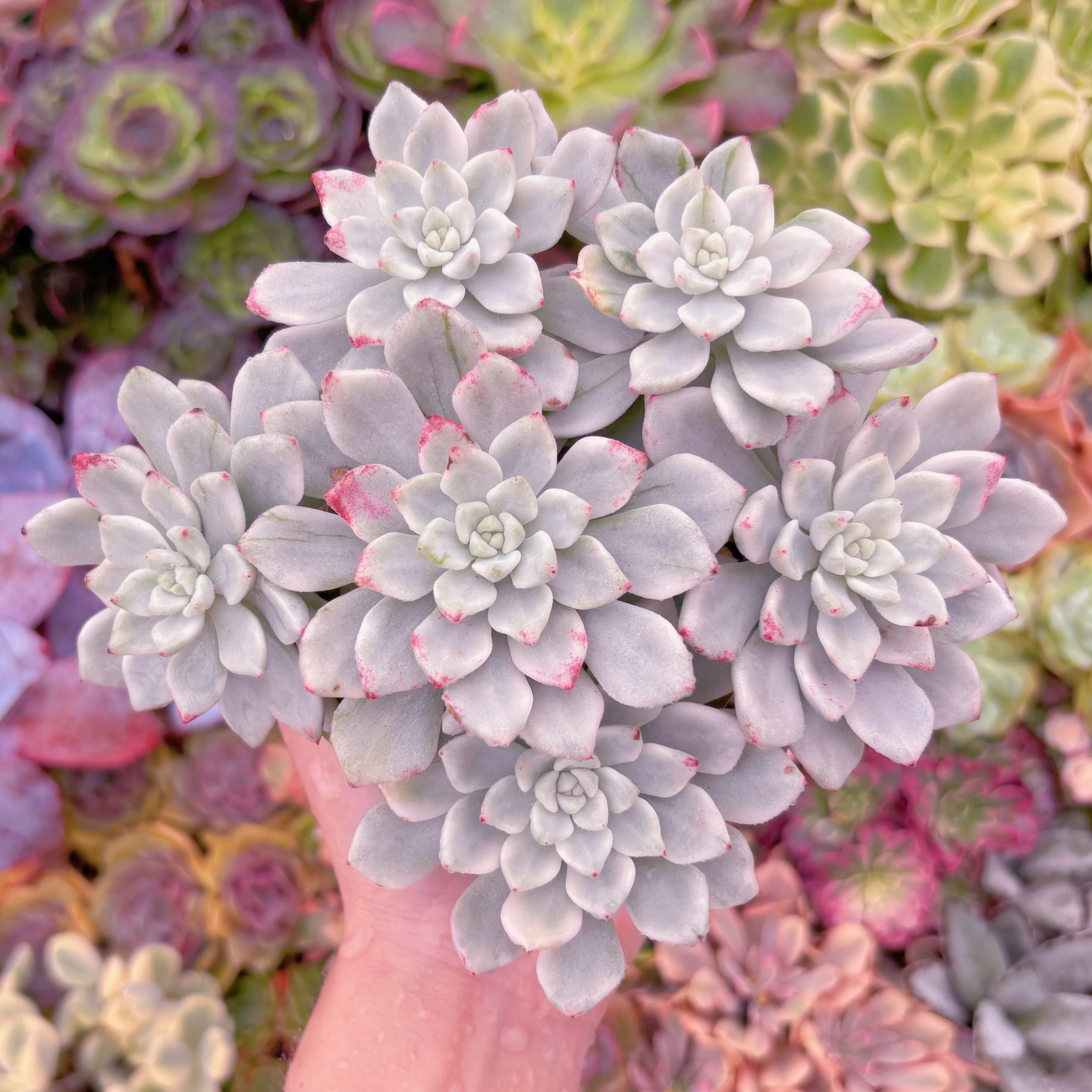 現品　雪の女王錦#228　群生　るる農園