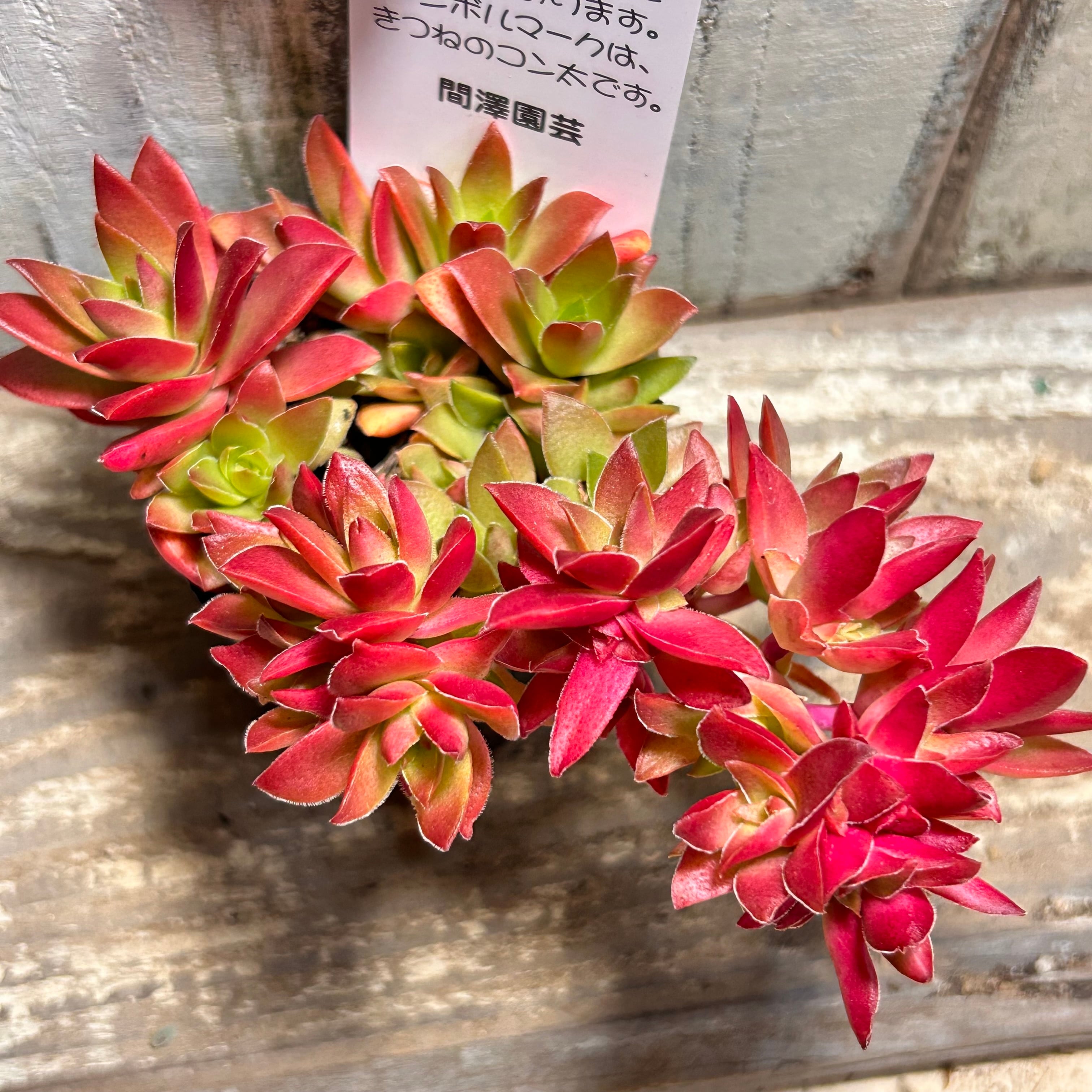 紅葉祭り群生 | RuPo 多肉植物専門店