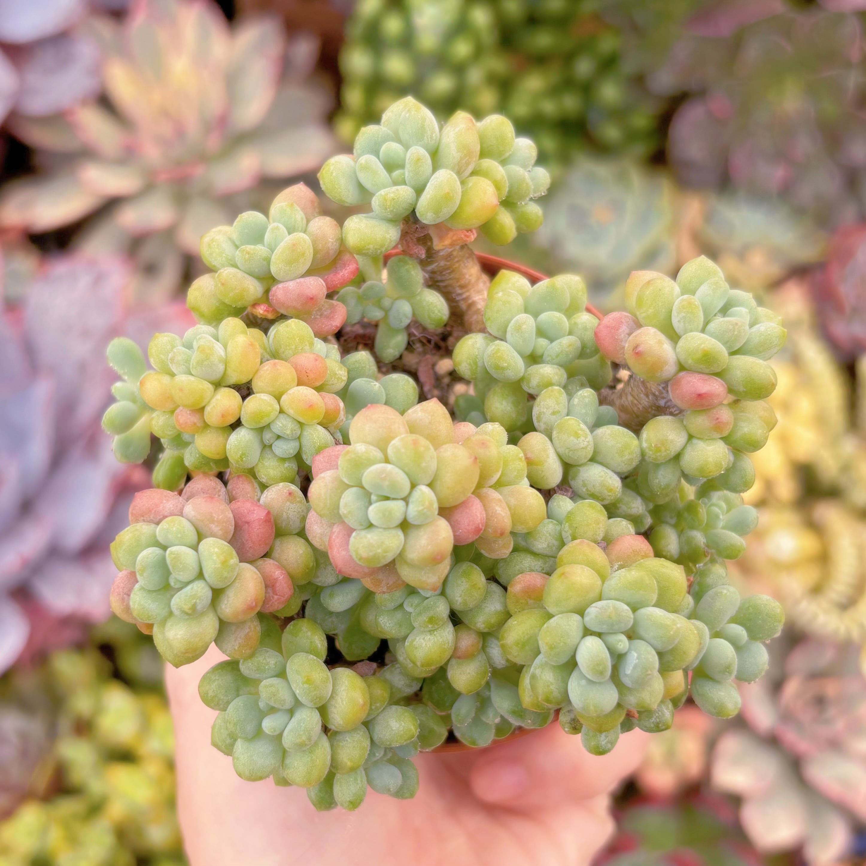 現品　ロココ#648　るる農園