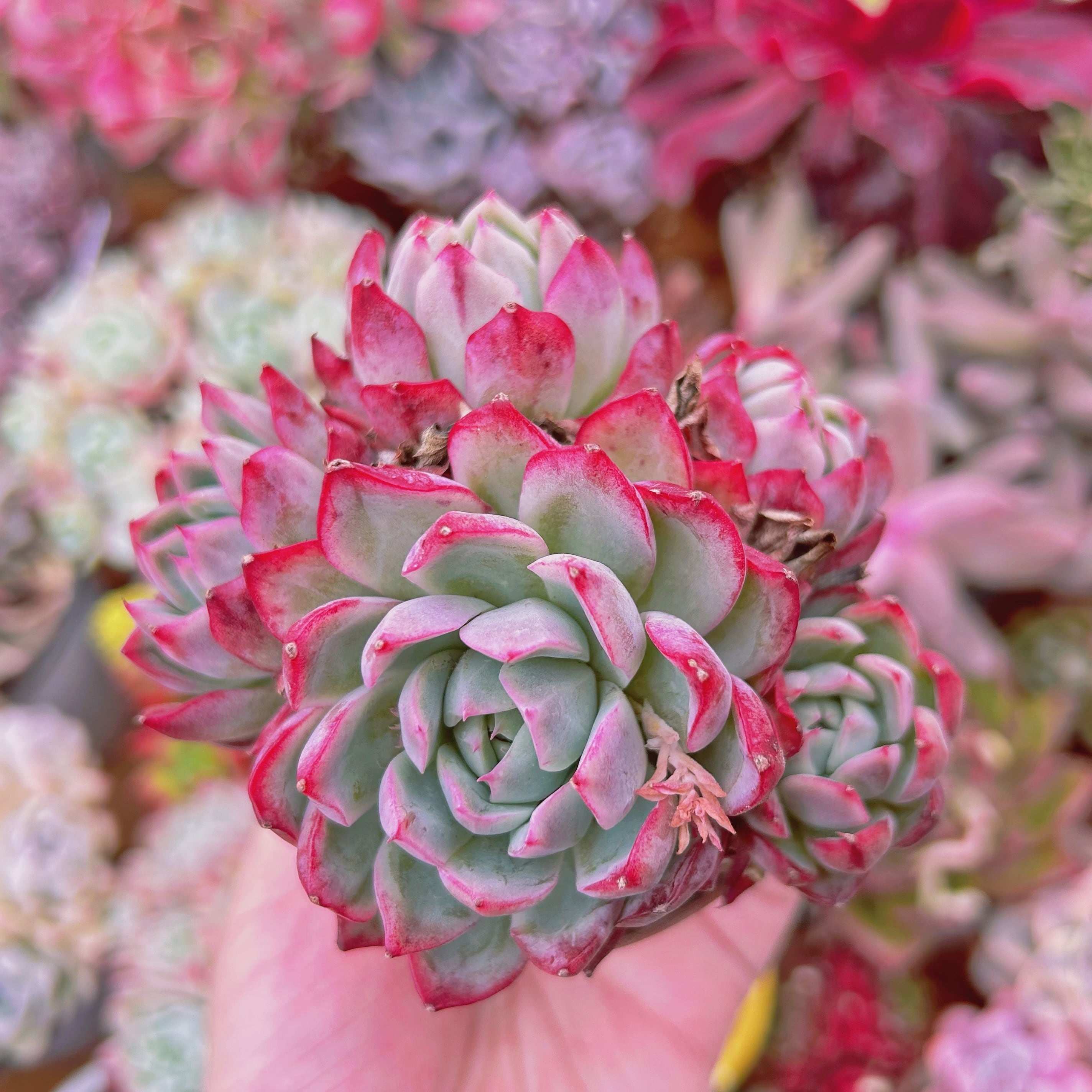 #561現物　多肉植物　 クリームベリーxルビン　特大