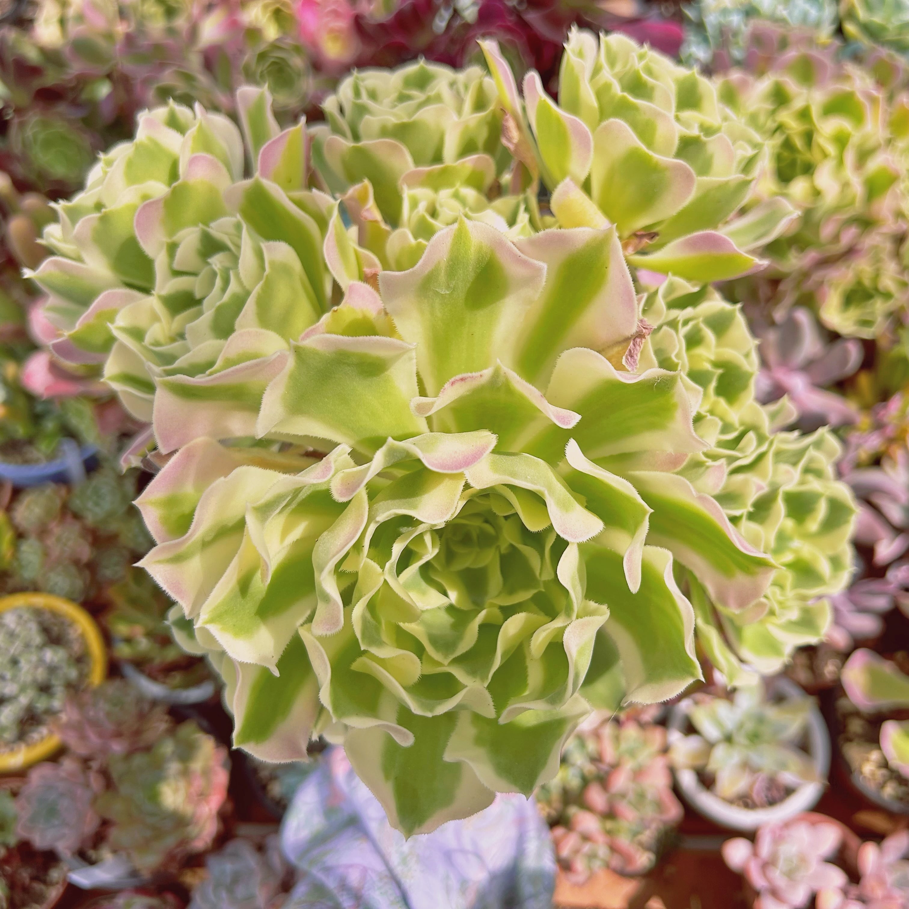 271現物 多肉植物 Aeonium 白鳳錦 特大 抜き苗 | るる農園~多肉植物専門