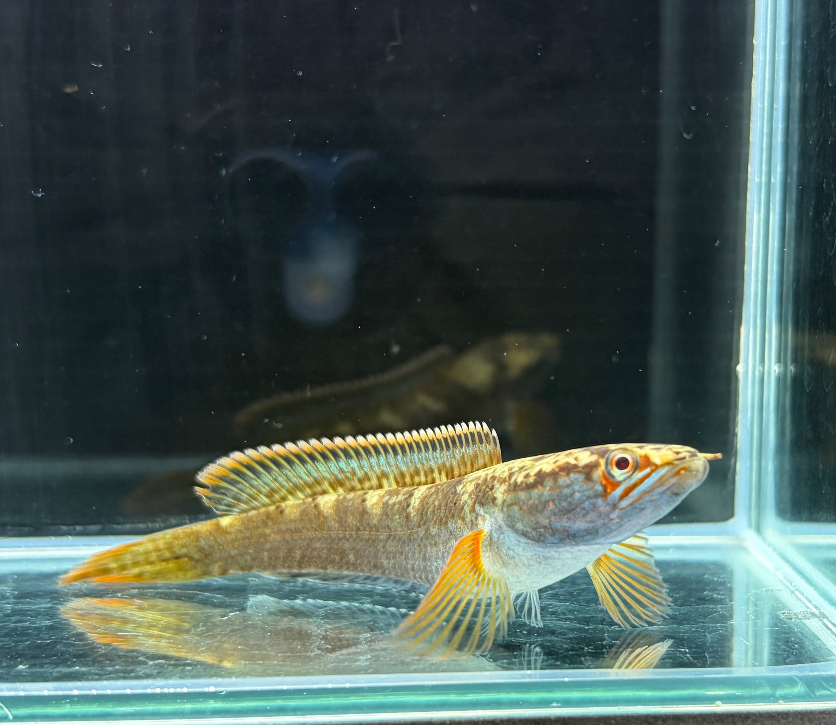 濃色極美 WILD 採取個体 タイ南部産 アイス(アイズ)ファイヤー 濃色極美 WILD 採取個体 タイ南部産 アイス(アイズ)ファイヤー