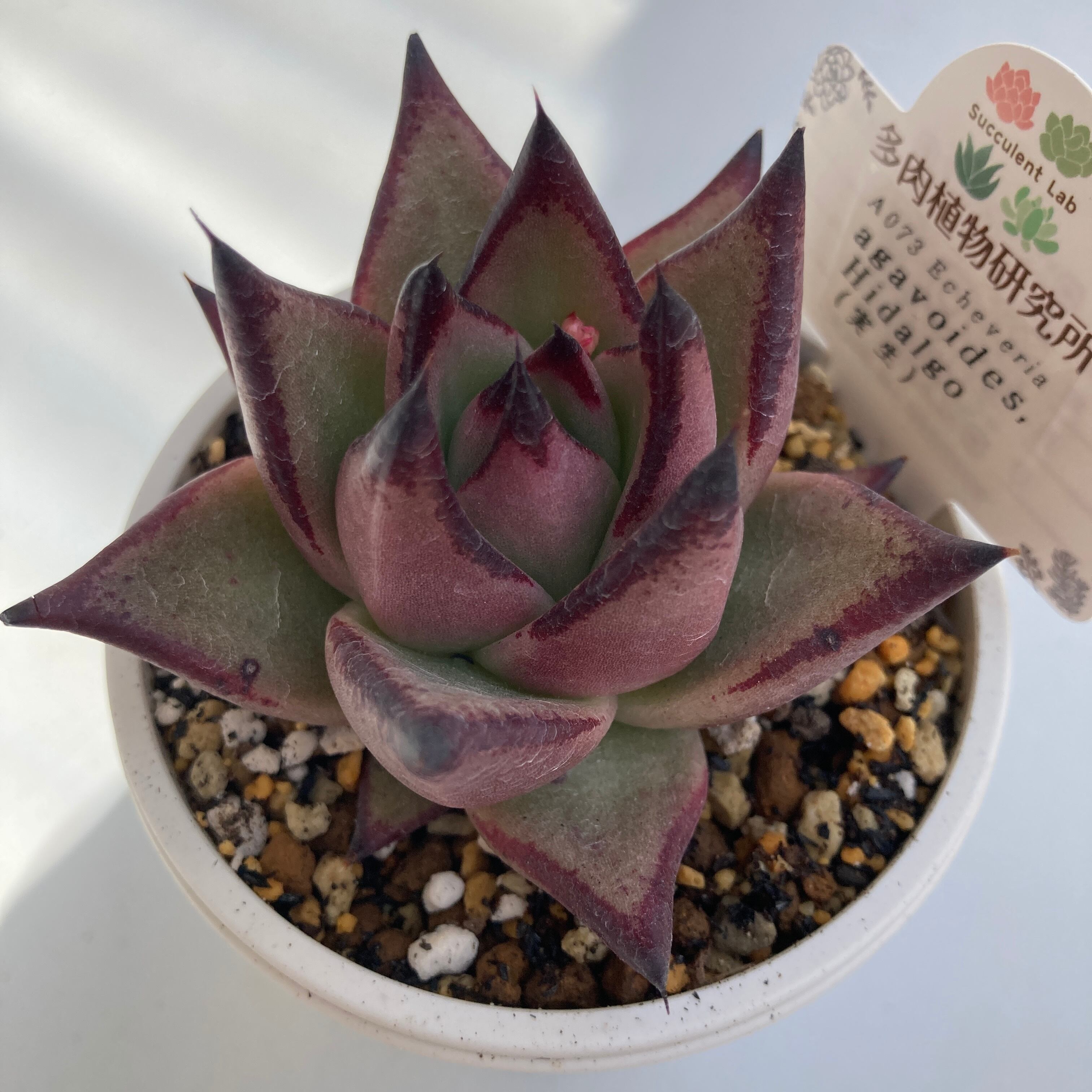 2】メキシコ産 原種コロラータ 直輸入 Echeveria 実生苗 【公式 2】メキシコ産 原種コロラータ 直輸入 Echeveria 実生苗 【公式