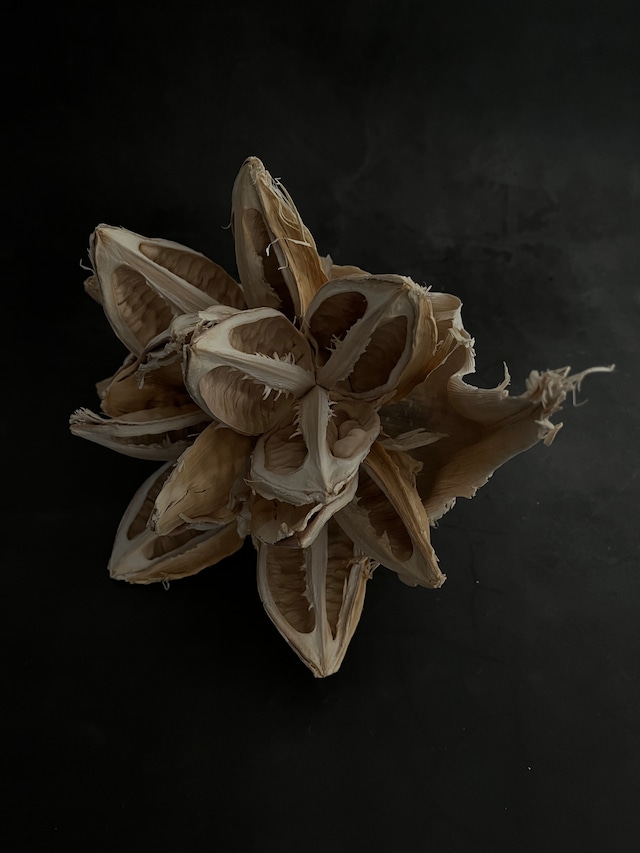 ソロロカ　オブジェ　Traveler's Tree object