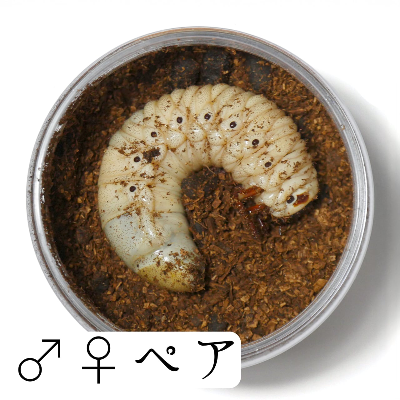 ヘラクレスヘラクレス 親174mm 3令幼虫 4頭 DHヘラクレス ヘラクレス 