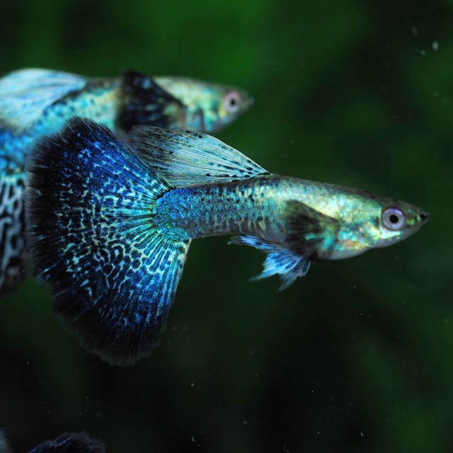 上物プラチナブルードラゴン　2ペア＋おまけ1ペア＋メス2匹