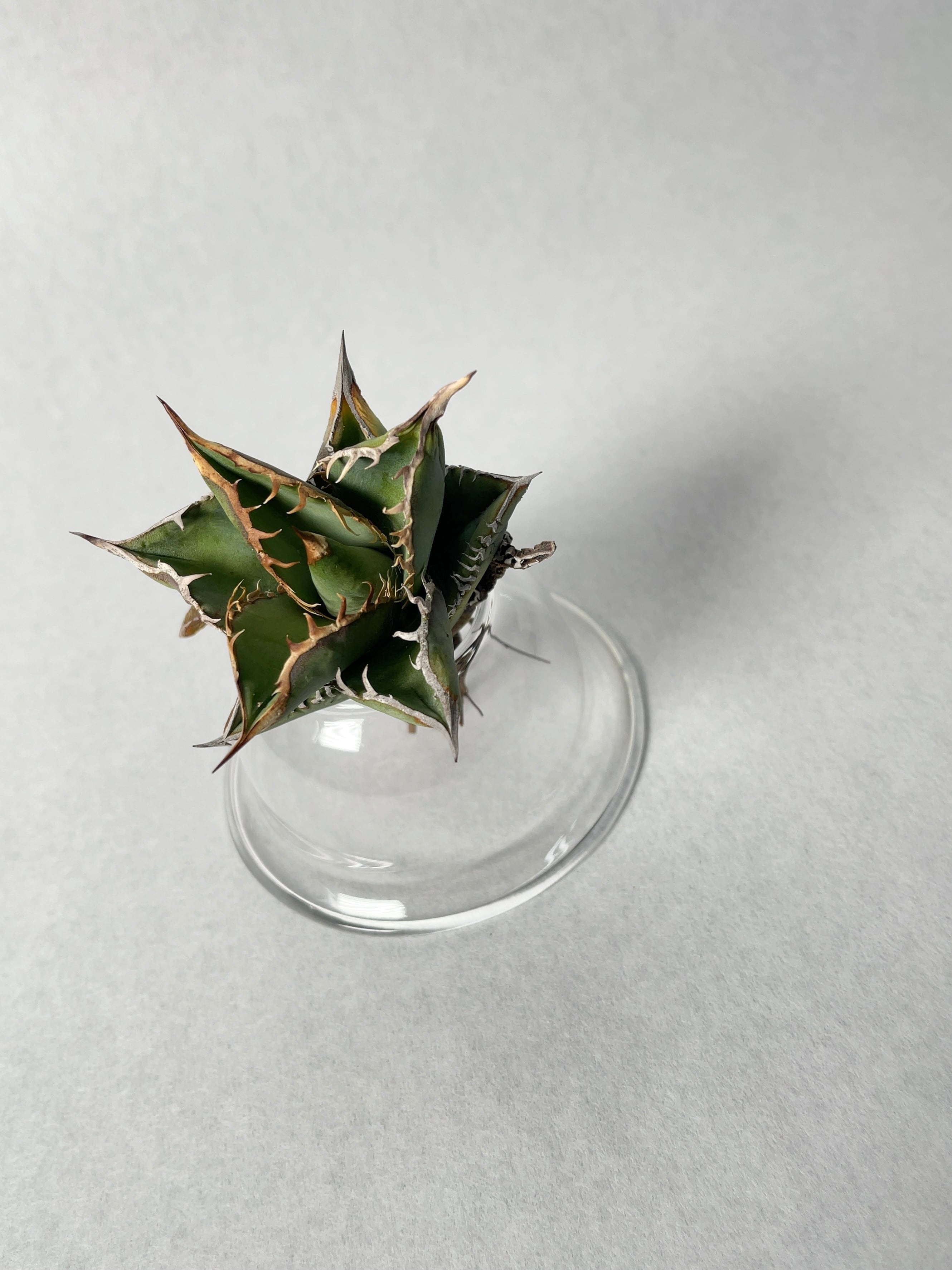 FO76 Truman アガベ アガベ・チタノタfo76 ドワーフ | trigger