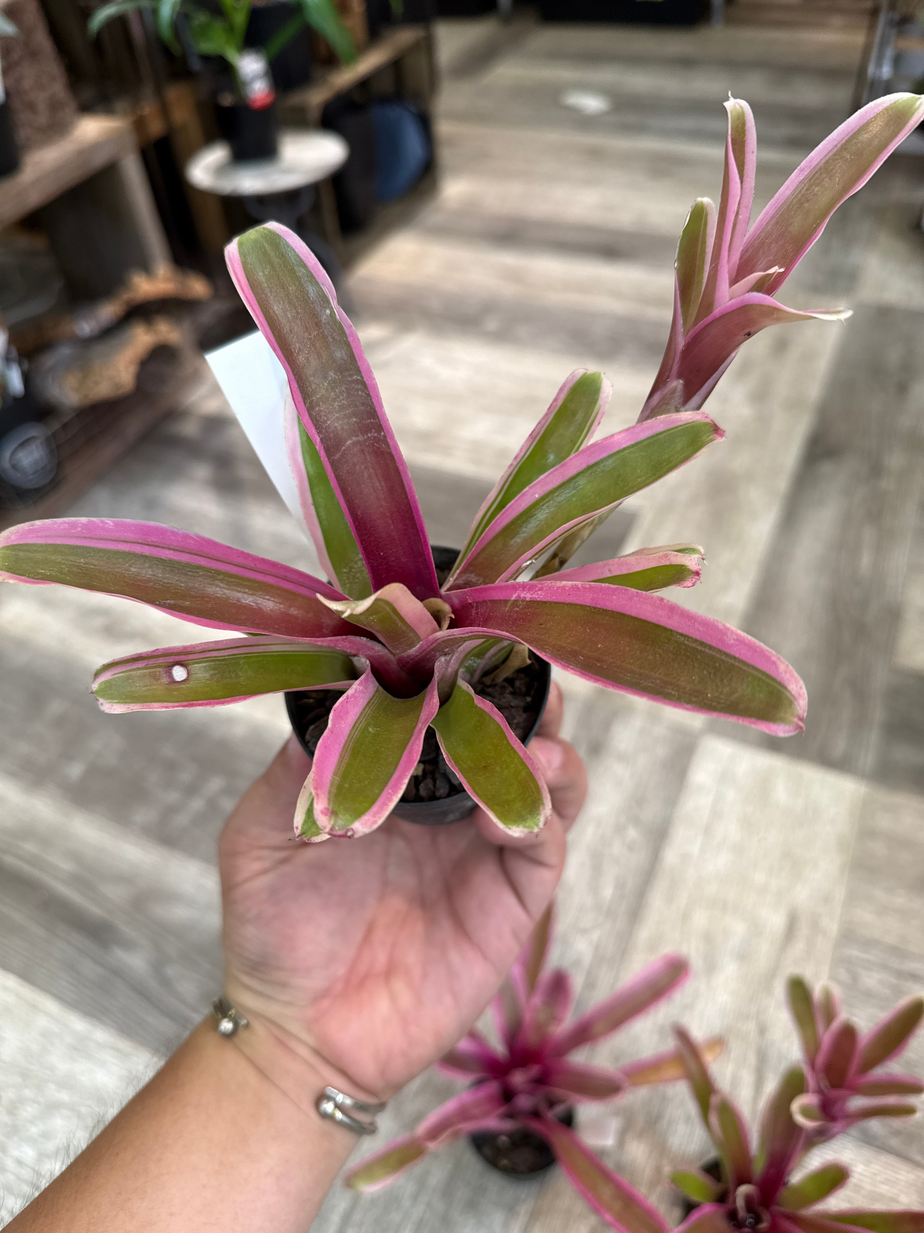 ネオレゲリア ファイヤーボール(覆輪斑) | Gardenえん 【観葉熱帯植物】