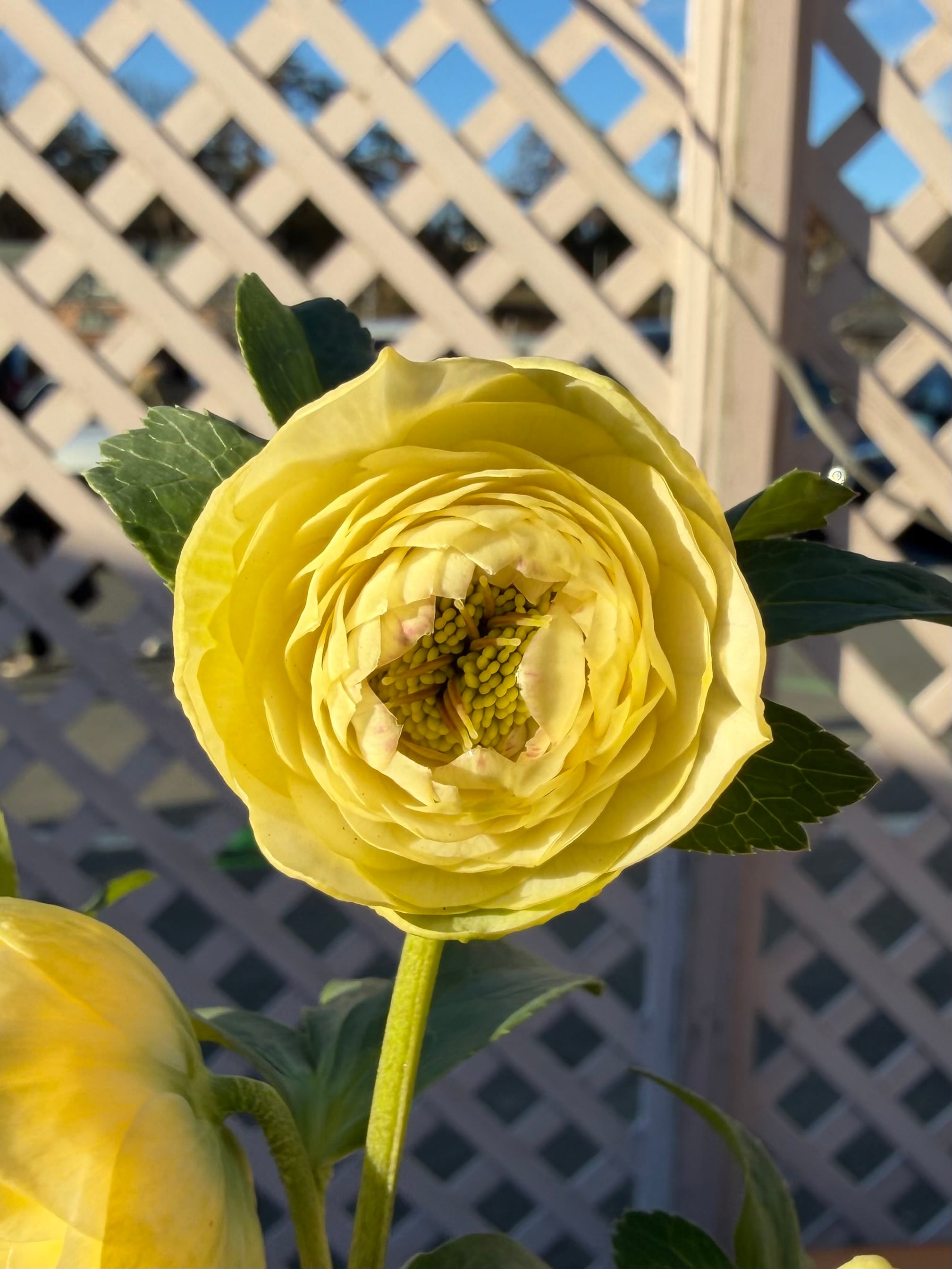 ホワイトアフロディーテ 加藤農園 クリスマスローズ【Ka91】送料無料