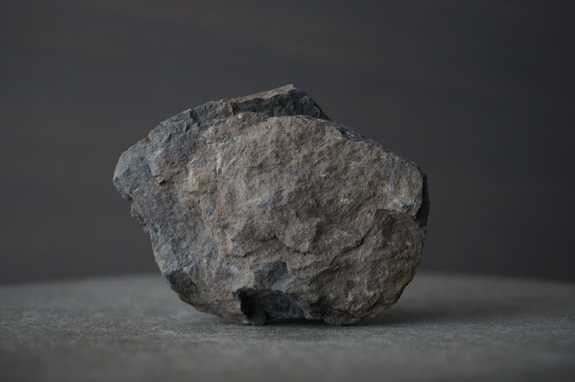 群馬県産ゾウクラゲ化石 Brunonia annulata 1952