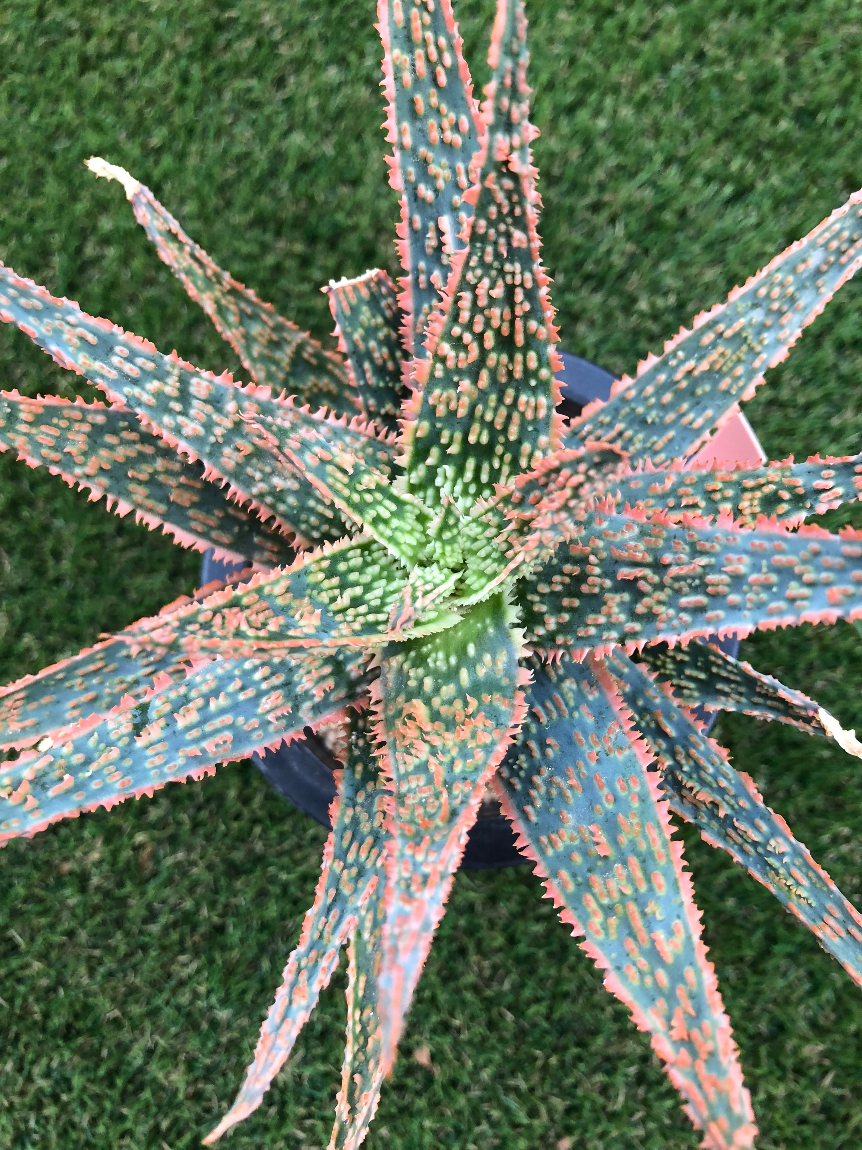 アロエ Aloe cv.DZ (Debra Zimmerman) アロエ DZ | plants MARU ーサボテン
