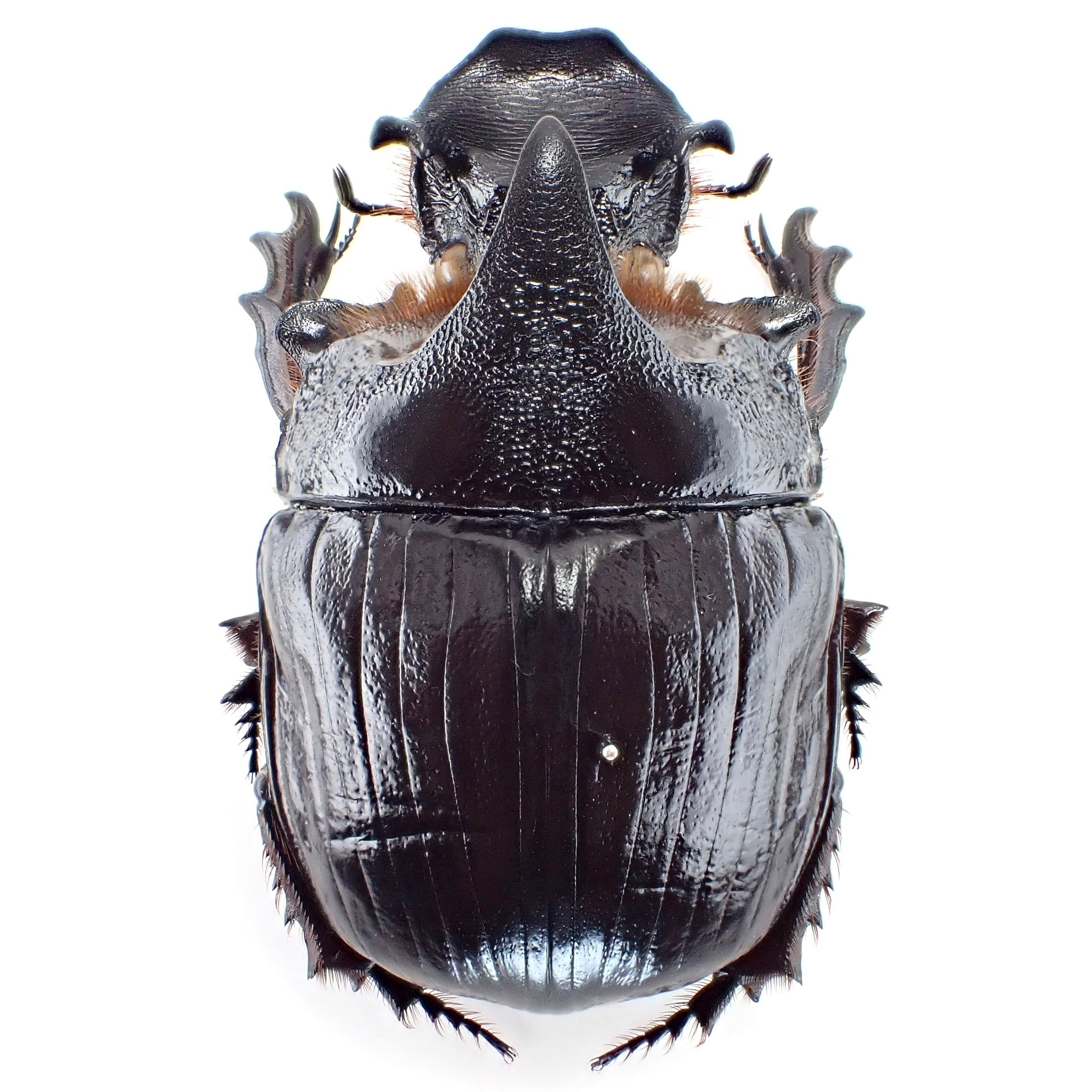 タイ産 Heliocopris dominus ♂♀ 63mm/63mm | 昆虫標本 Diggers & Rollers