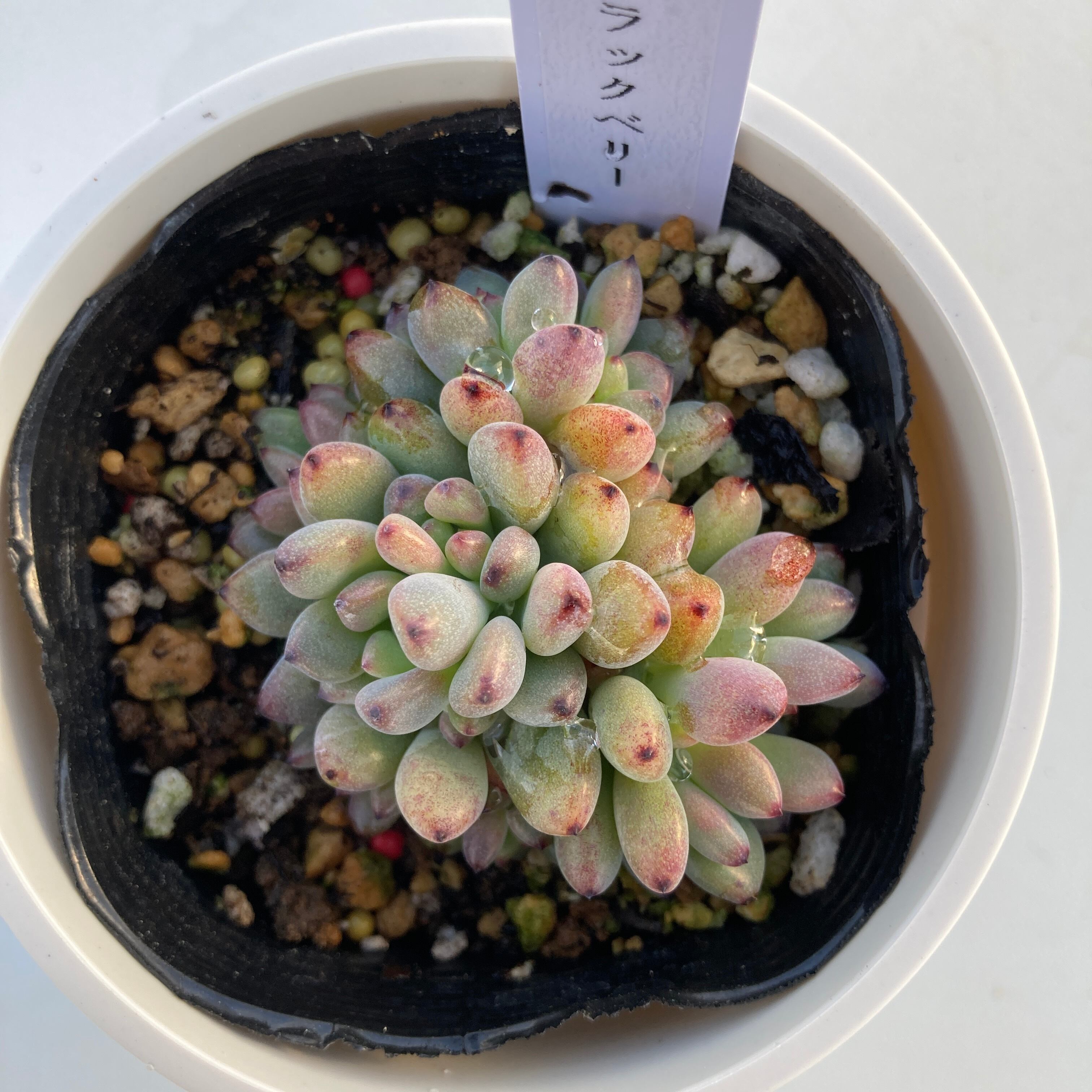 グラプトペタルム | 多肉植物研究所