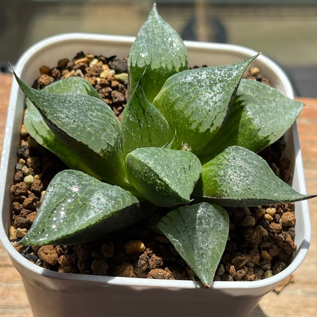 多肉植物 ハオルチア ハオルシア 透窓 氷の皇帝 氷皇