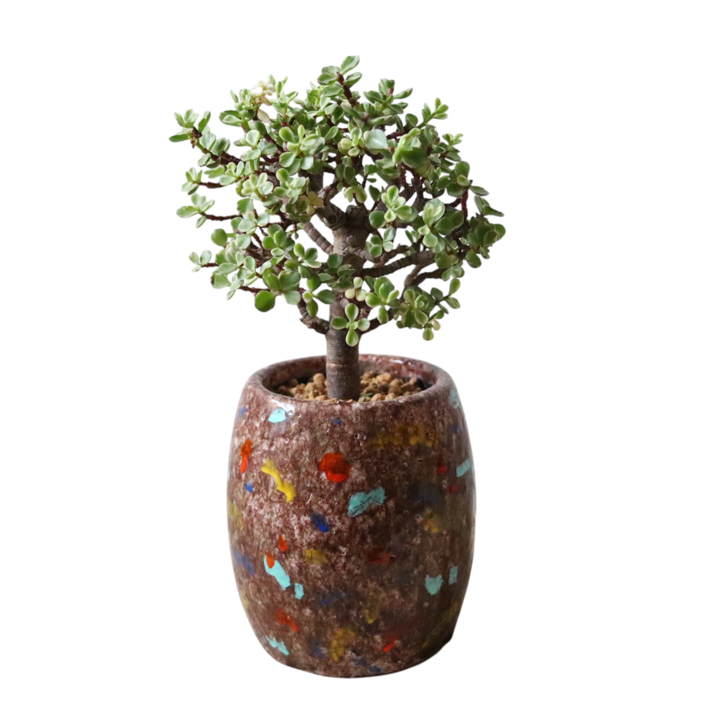 ポーチュラカリア アフラ(35cm)