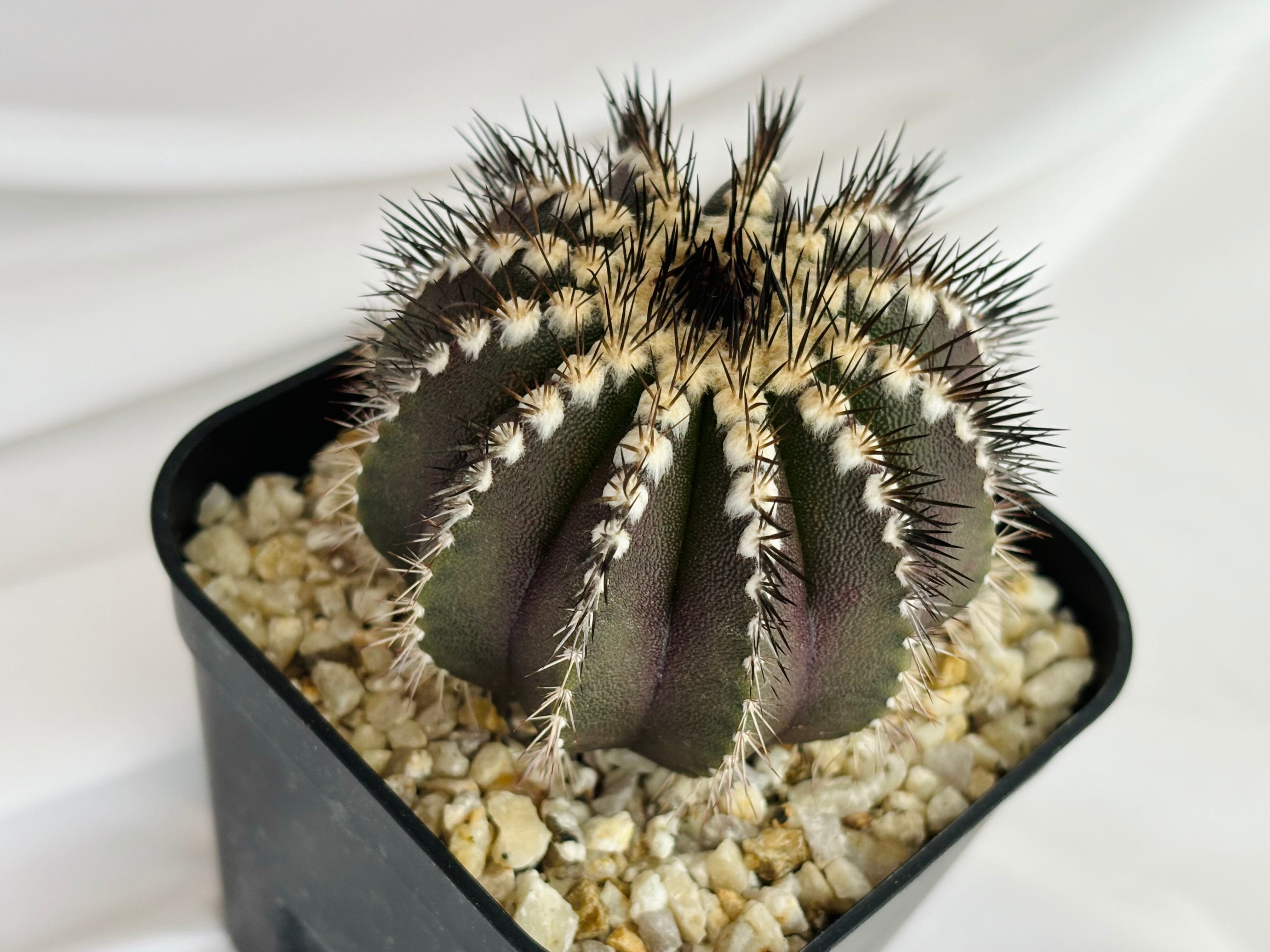 Uebelmmania pectinifera ユーベルマニア・ペクチニフェラ サボテン