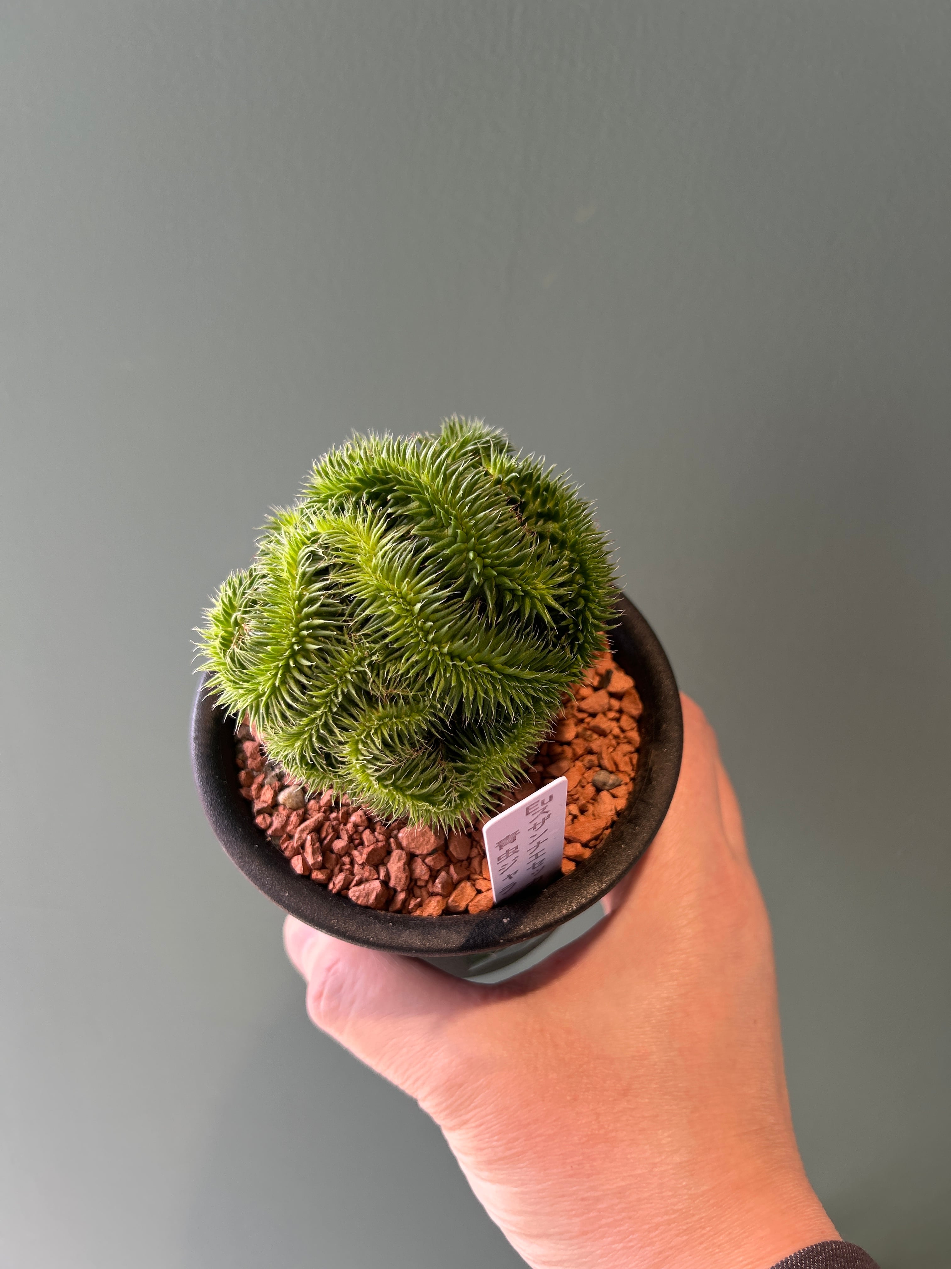 スザンナエ綴化 接ぎ木3.5号 | 植物との暮らし apricot