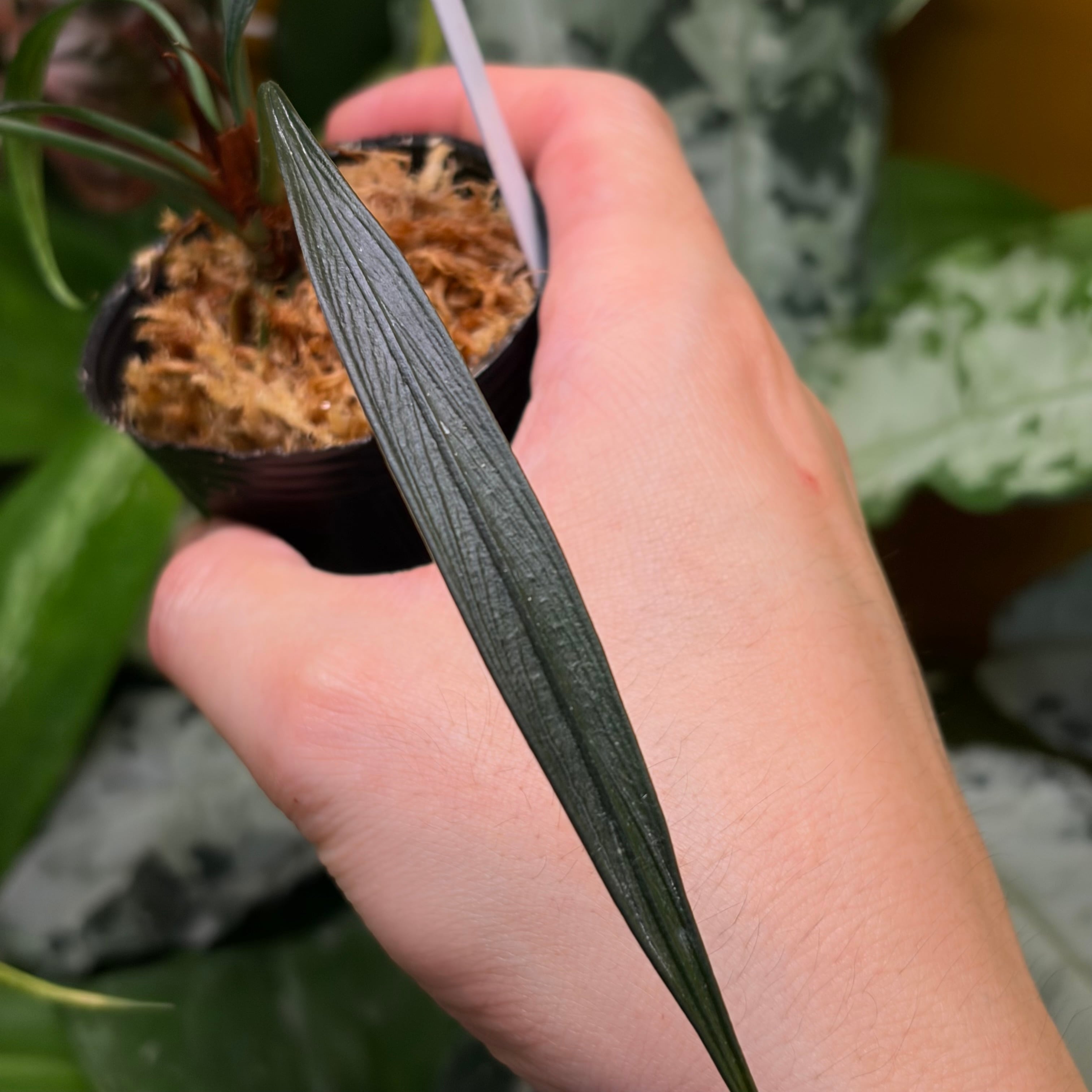 Piper sp. Papua 剛毛タイプ ピペル パプア | 熱帯雨林植物専門店 トイ
