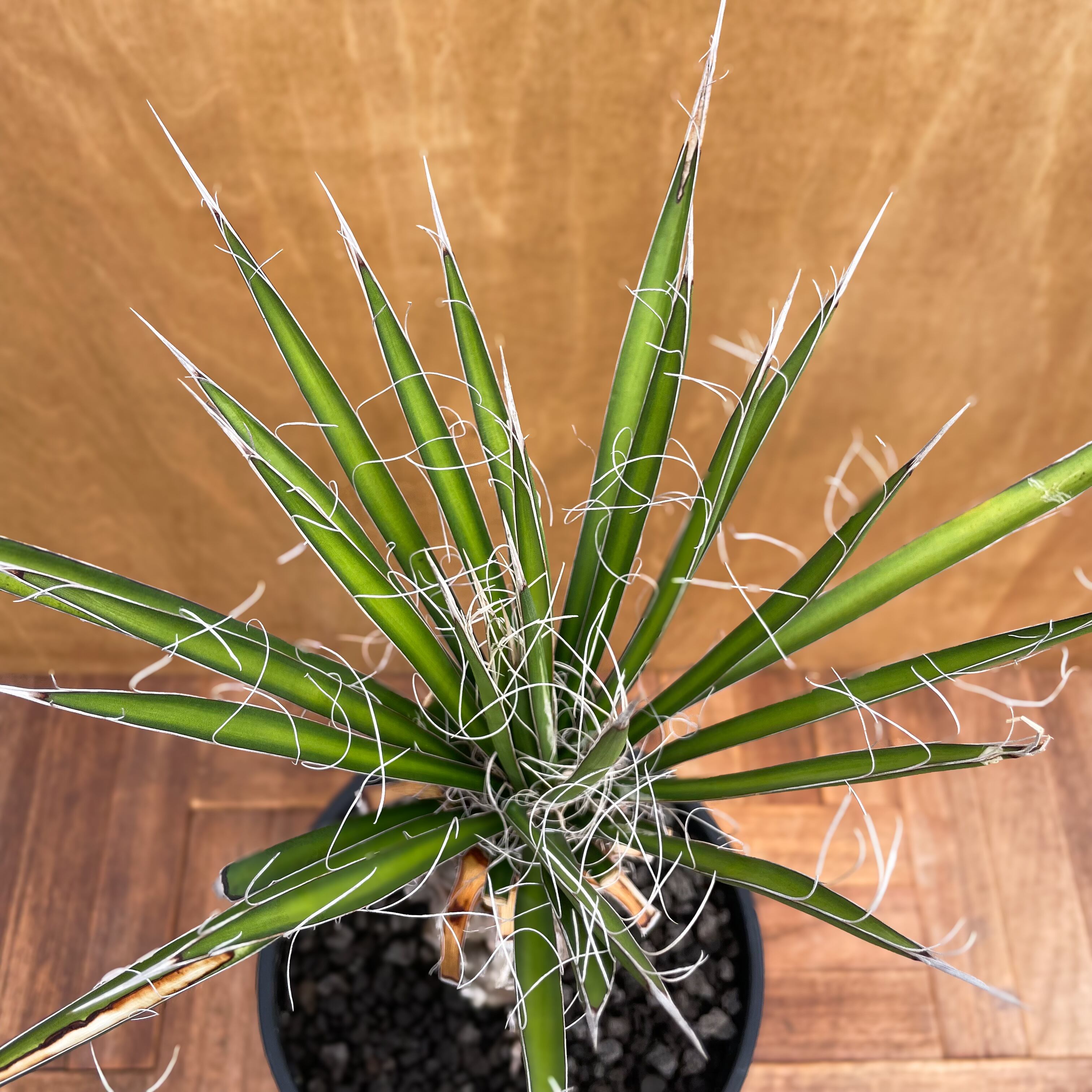 Yucca filifera【ユッカ・フィリフェラ】 | RIMO'S GREEN 【Saboten