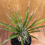 Yucca filifera【ユッカ・フィリフェラ】