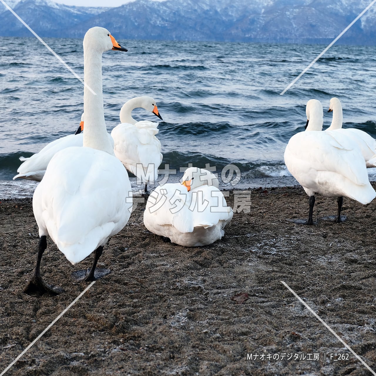 冬の屈斜路湖でくつろぐオオハクチョウ 1 【F_263】　Whooper swans relaxing on Lake Kussharo in winter