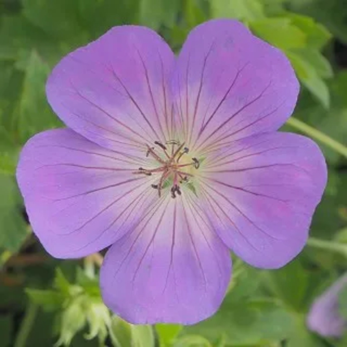ゲラニウム 'アズールラッシュ' | 花のとびつか