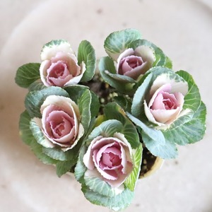 ハボタンセッションスィートベリー　お正月　寄せ植え　縁起のいいもの　可愛いハボタン