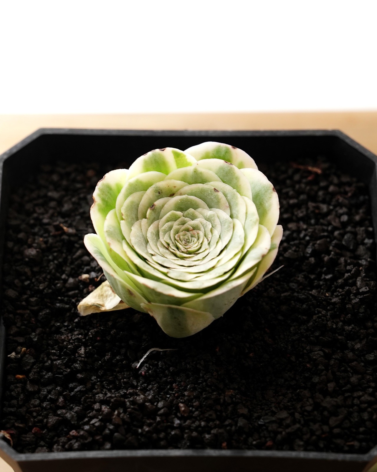 発根済カット苗 グリーノビア マウンテンローズ錦 S Greenovia aurea 'Mountain Rose' Variegated