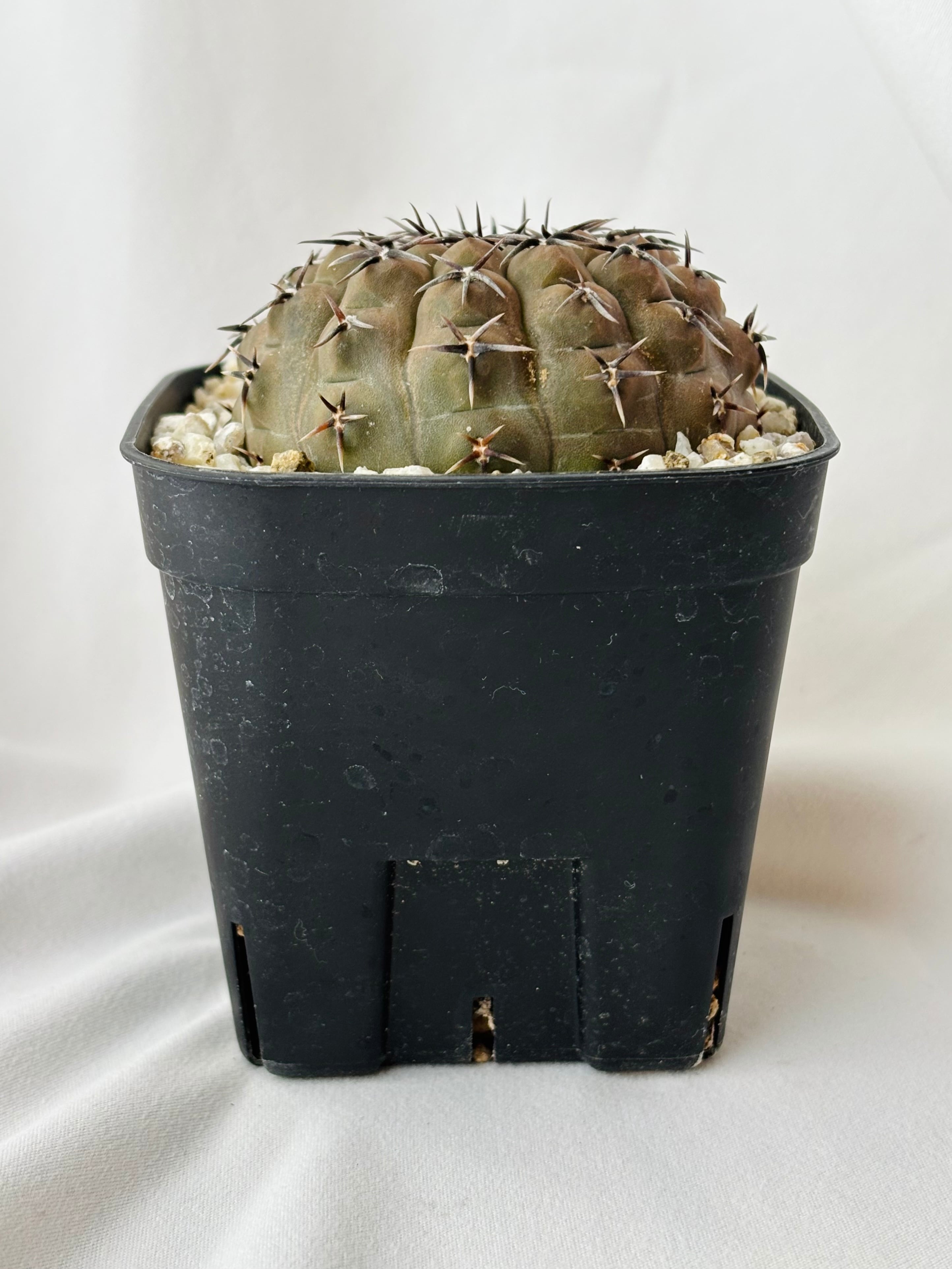 Gymnocalycium asterium ギムノカリキウム 黒刺鳳頭 サボテン | plants