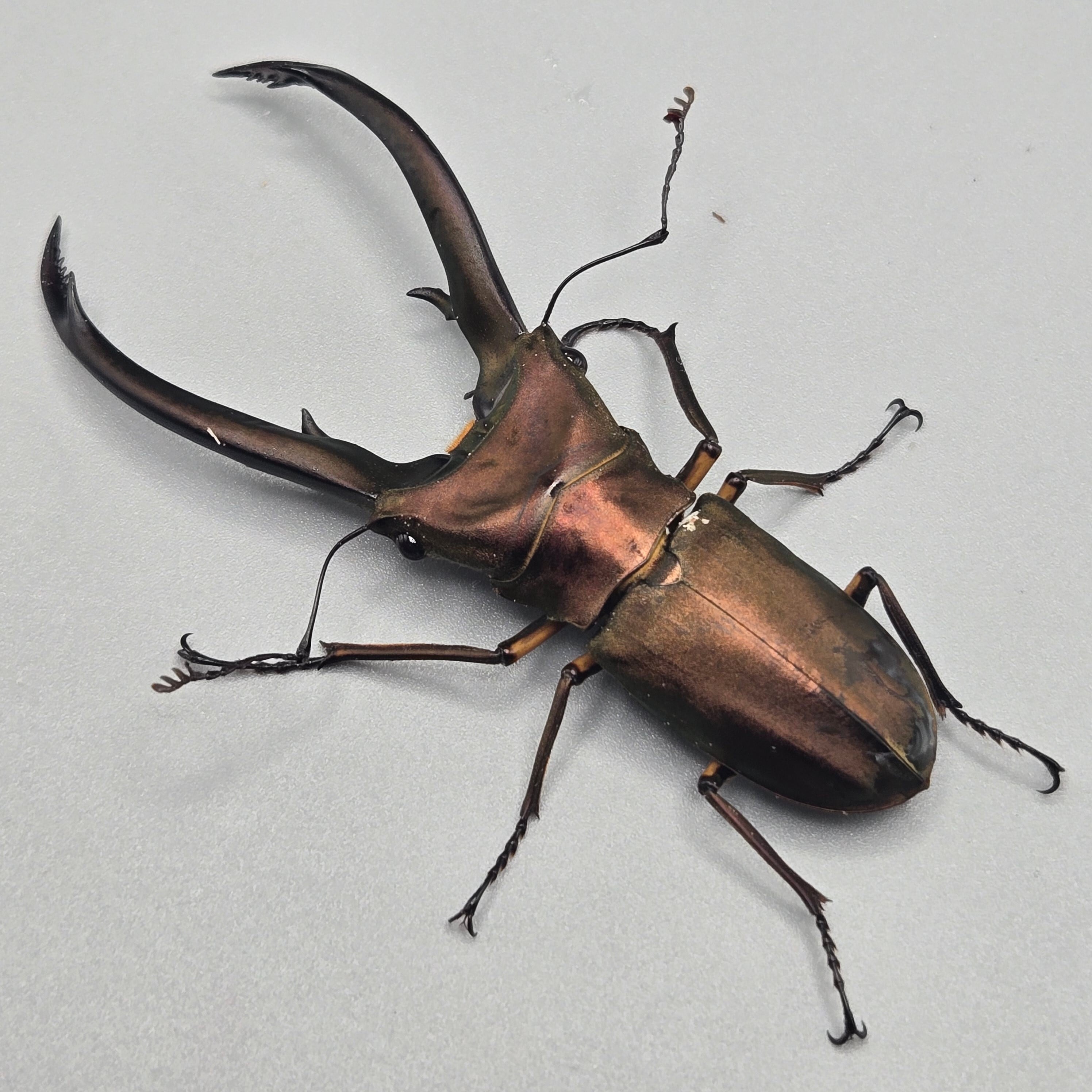 フルストルファーオウゴンオニクワガタ ♂単 | 昆虫専門店 鍬鉄