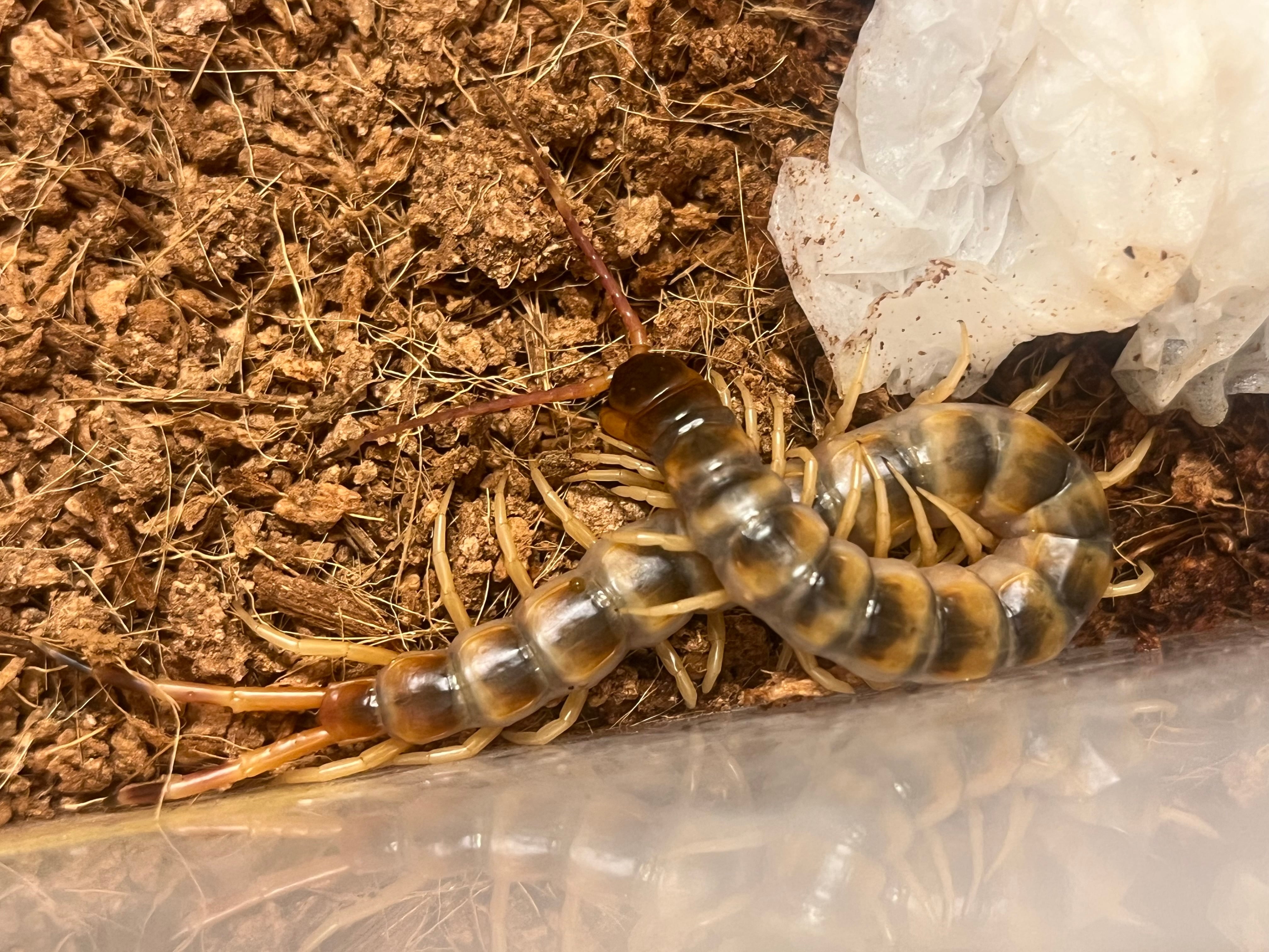 百足最大種】ペルビアンホワイトレッグオオムカデセンチピード 全長7cm