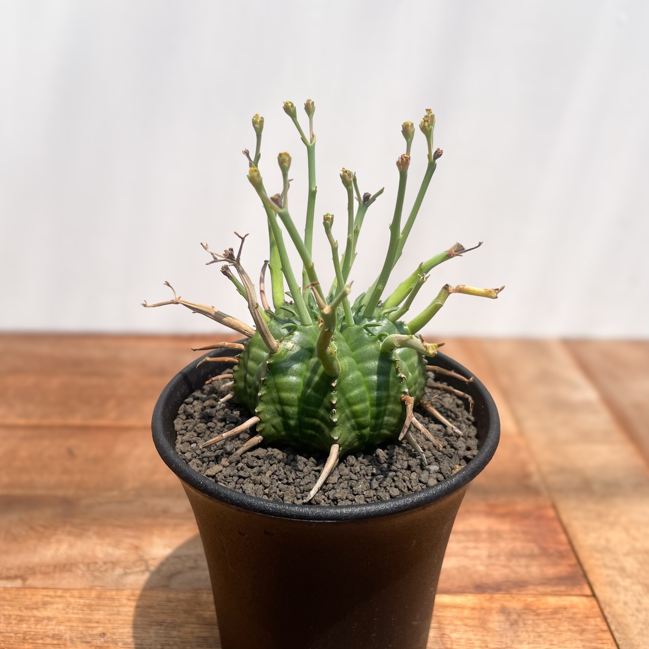 Euphorbia  valida【ユーフォルビア・強棘バリダ】