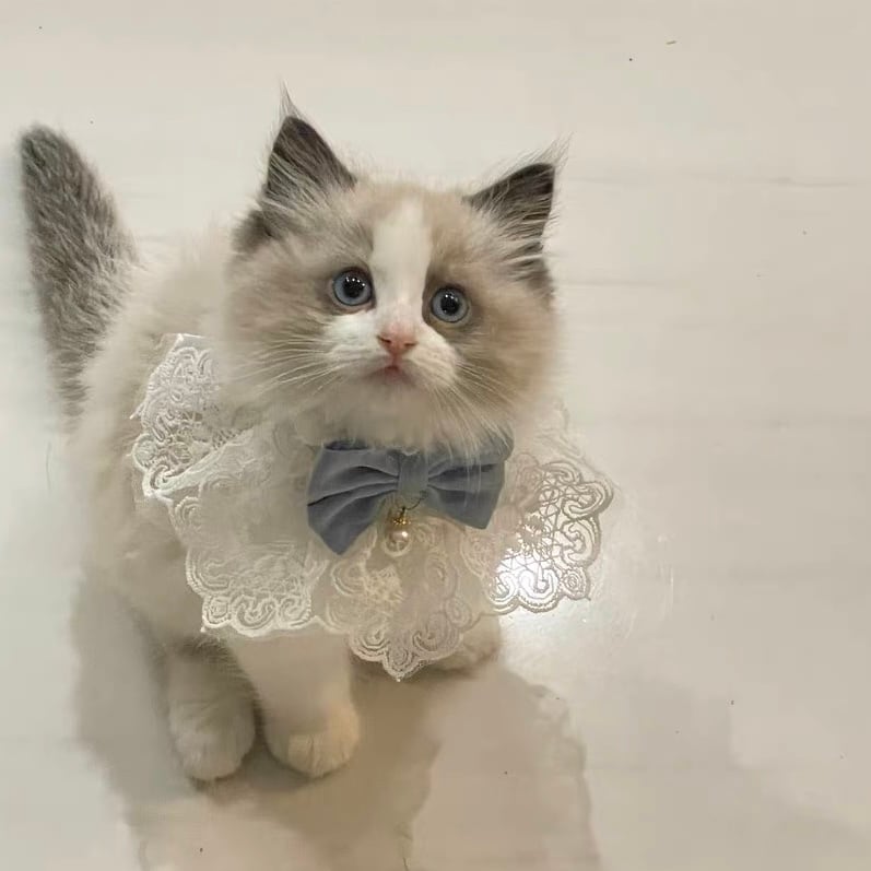 Lace&Ribbonエプロン 首輪 首飾り 猫 | nyanpets 猫グッズ専門店
