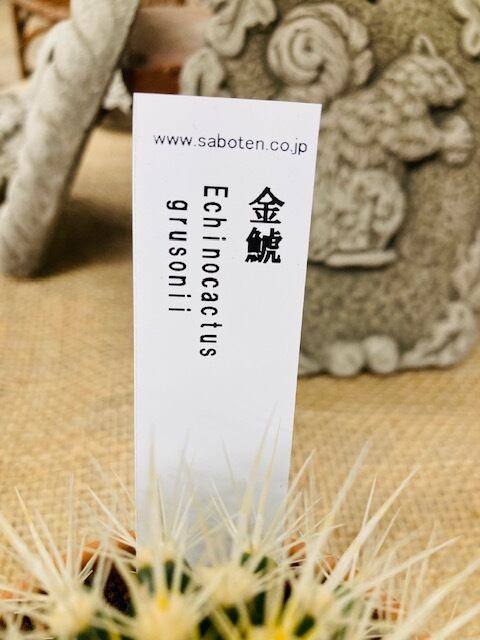 金鯱 キンシャチ ○ サボテンの王様！鉢底からの高さ約12