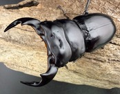 《ブータンアンタエウス シェムガン産 73.5mm ペア》