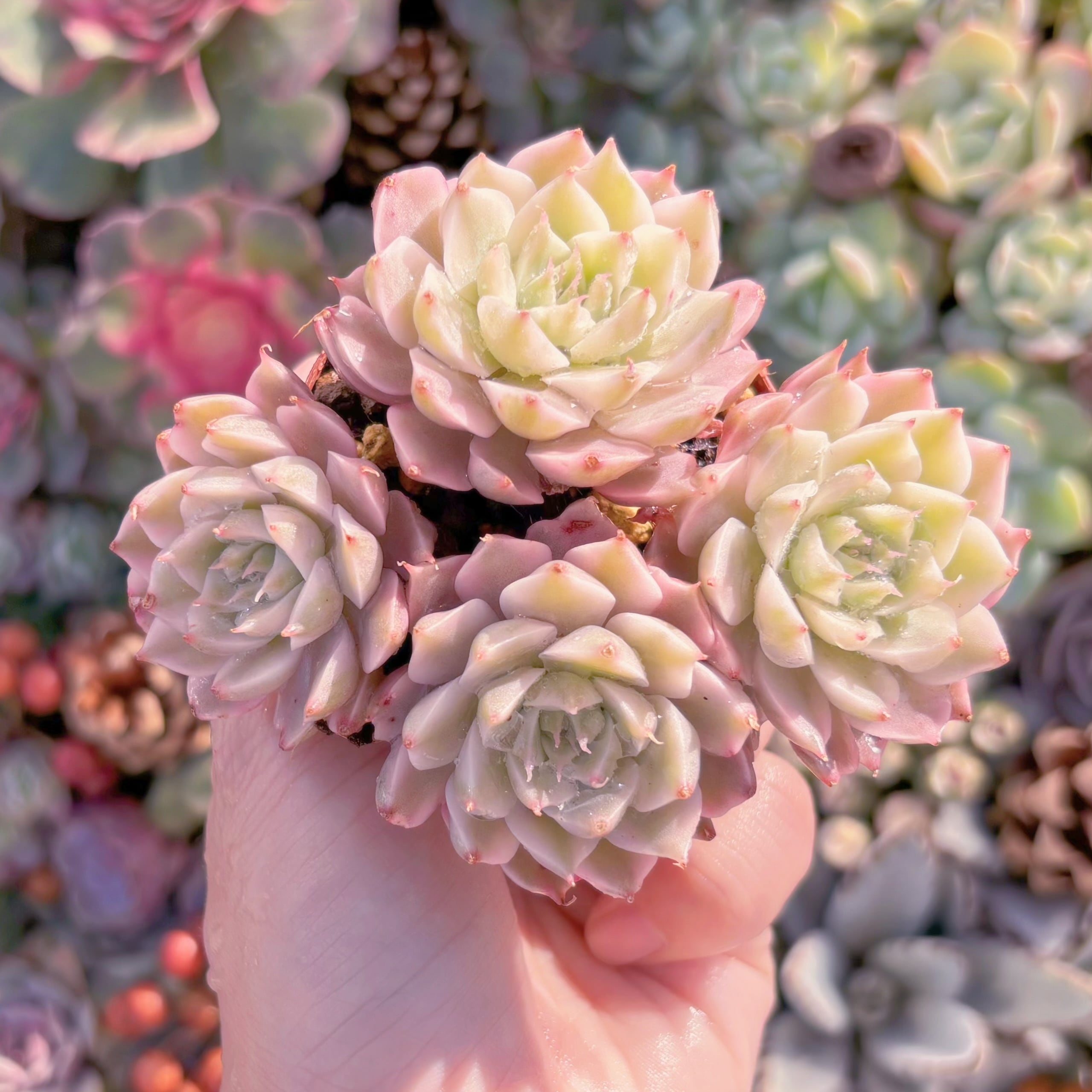 現品　マーガレット錦#M210　群生　るる農園