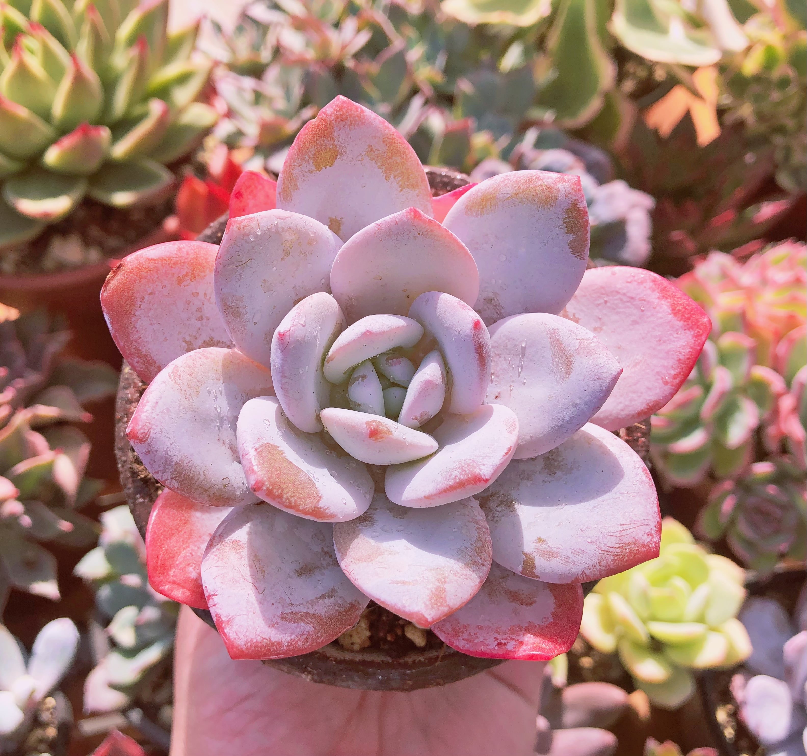 多肉植物　ピンクラウイ