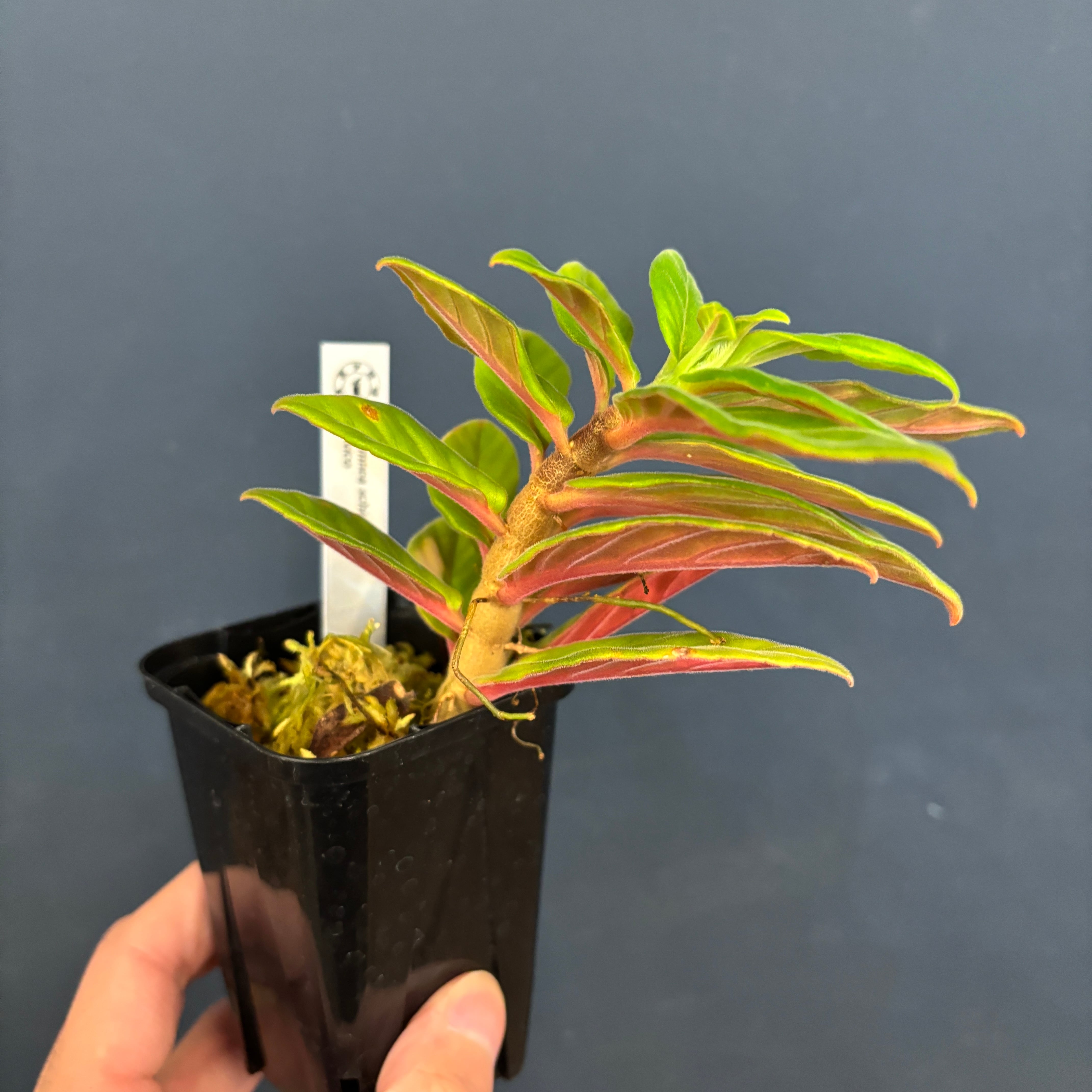 コルムネア schiedeana【682】