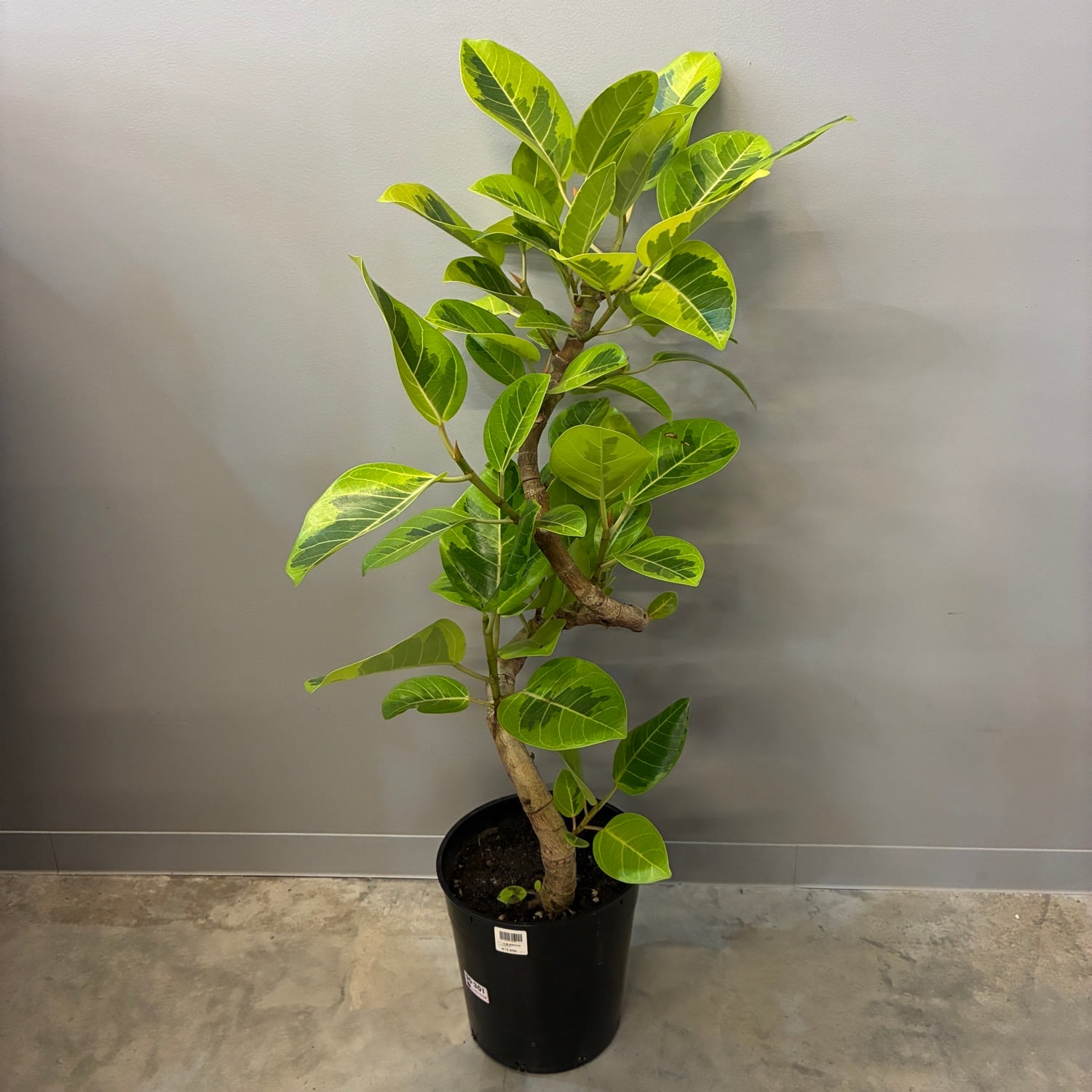 PROTOLEAF プロトリーフ
