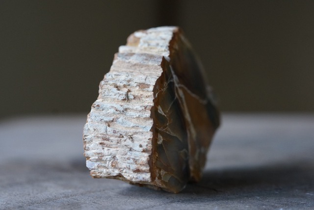 珪化木 Araucarioxylon ⑦