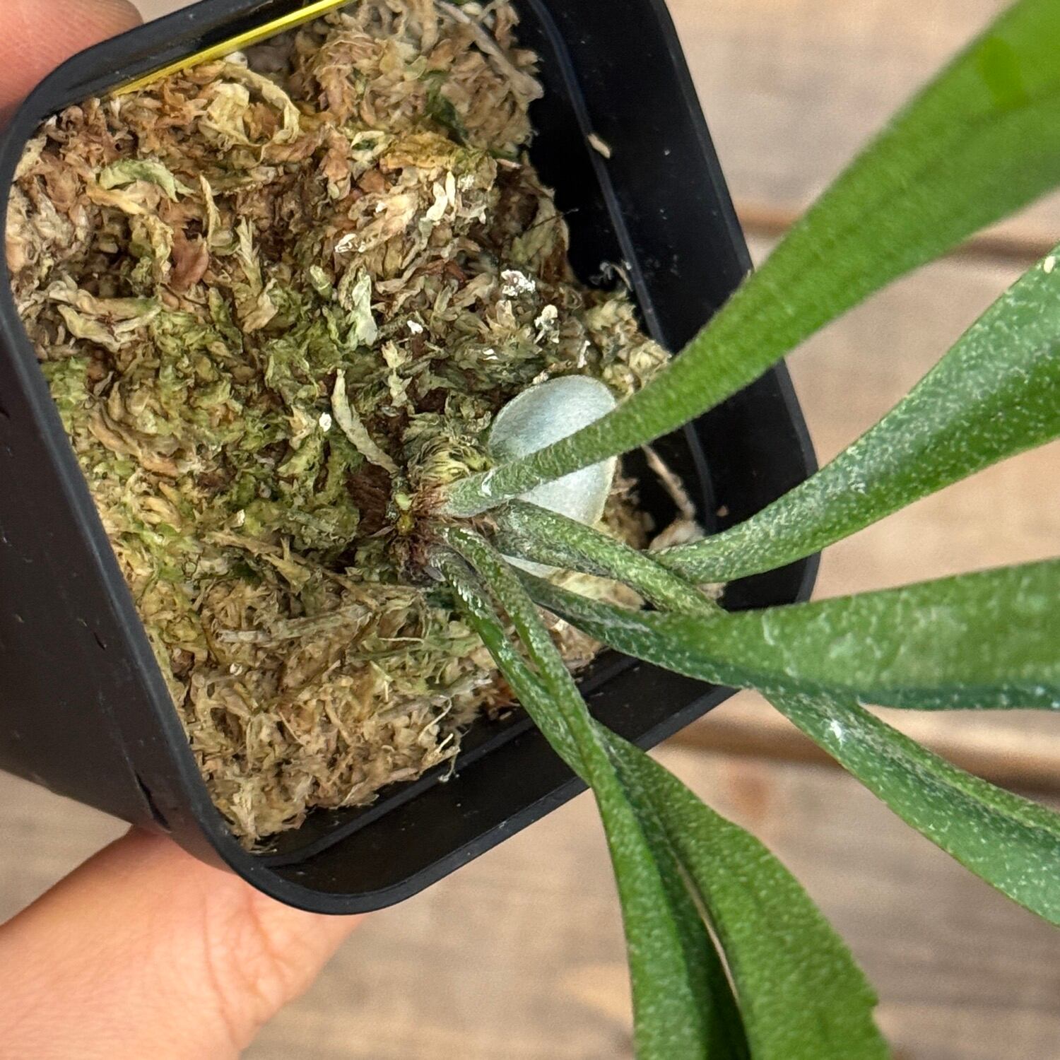 ビカクシダ Platycerium Trident(Mt Lewis × Hillii)【396