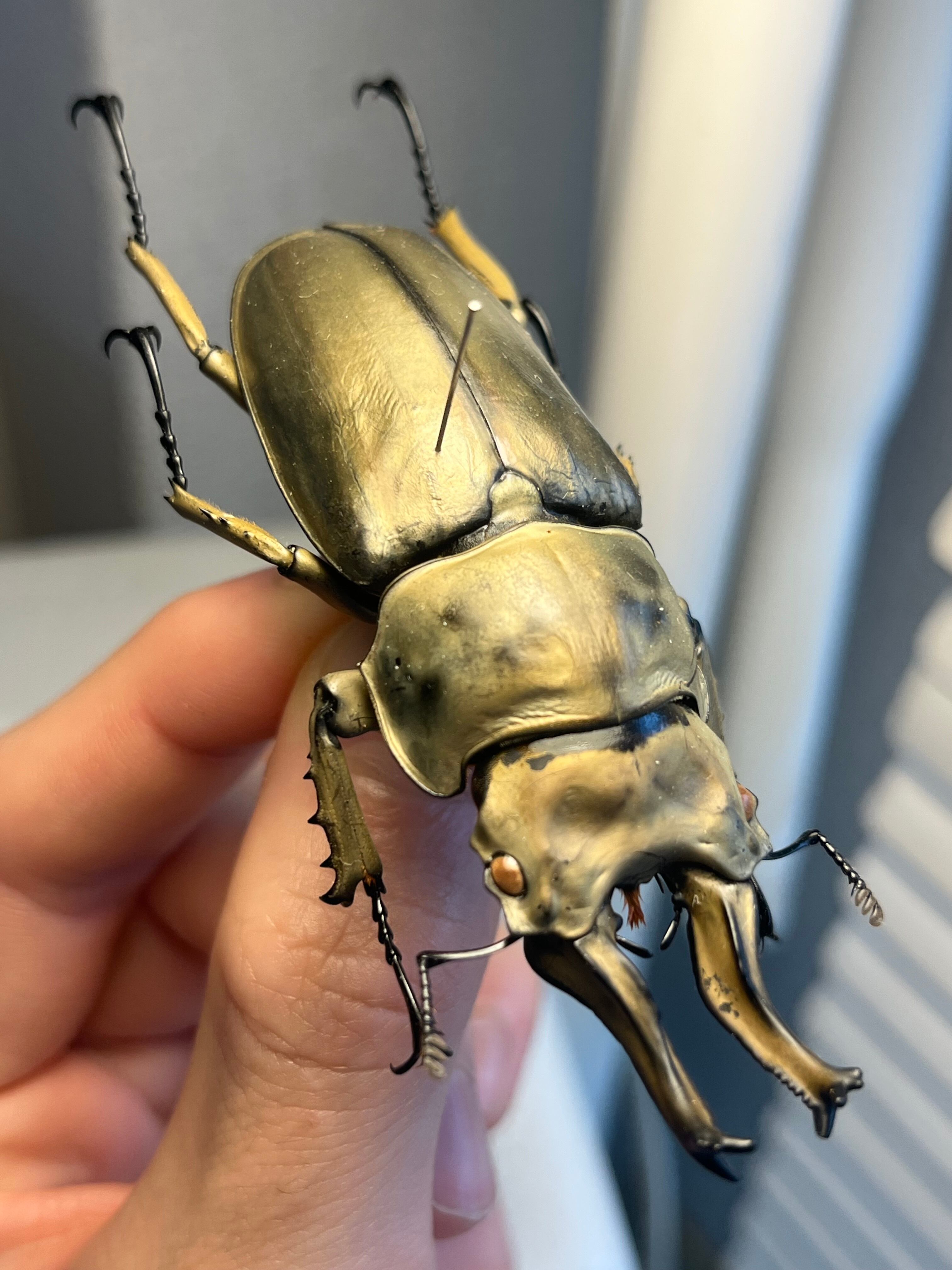 WC76mm】ローゼンベルグオウゴンオニクワガタ Allotopus タランドゥス