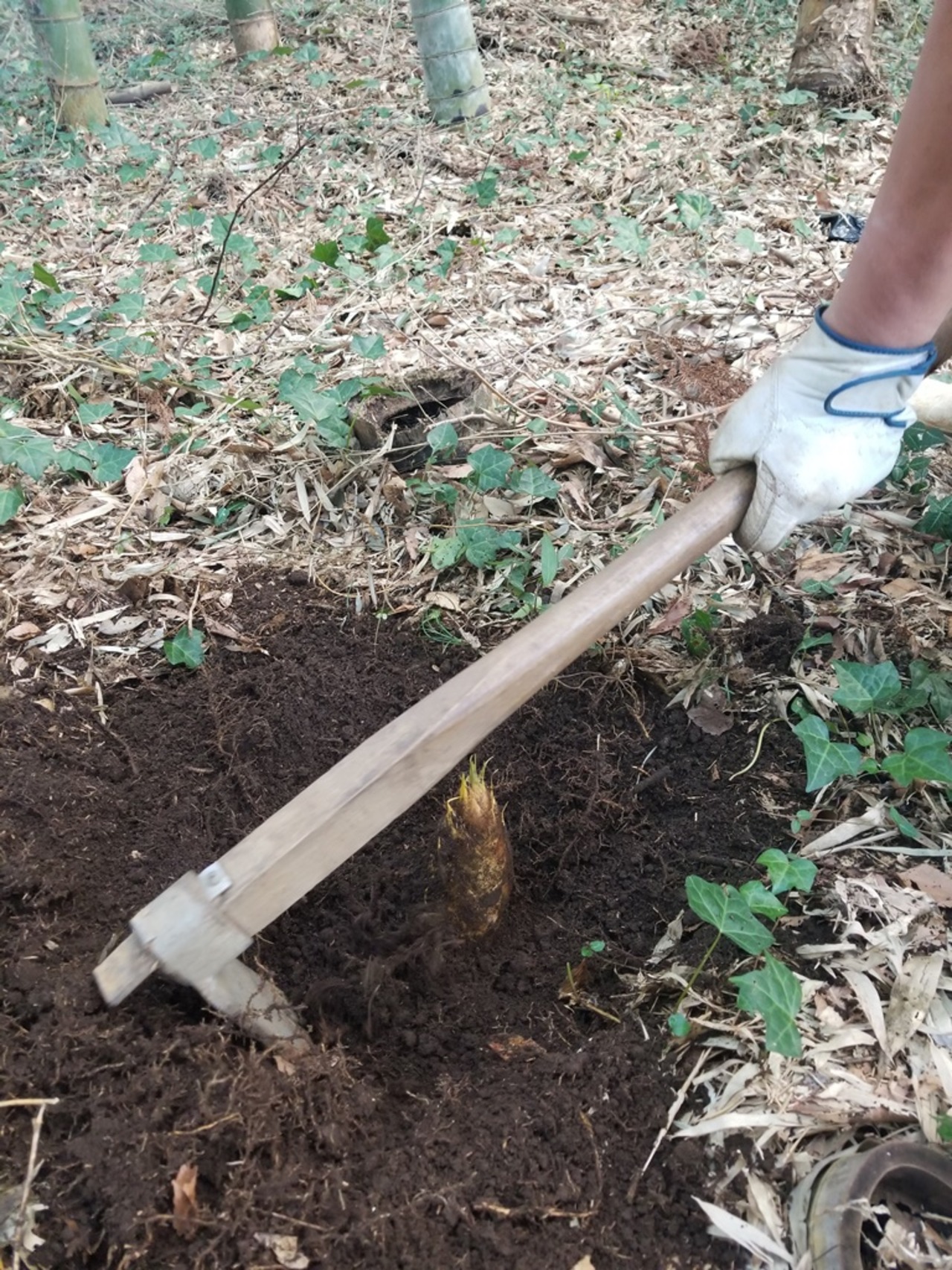 【予約販売】 朝掘り たけのこ ３本セット 千葉県産（ぬか付き）※予約受付延長！4月15日まで