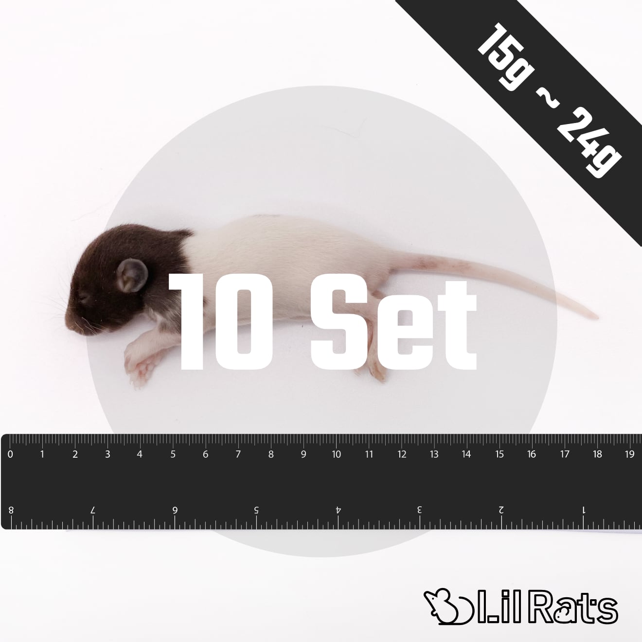 個包装 冷凍ラット 30匹セット 85~100g