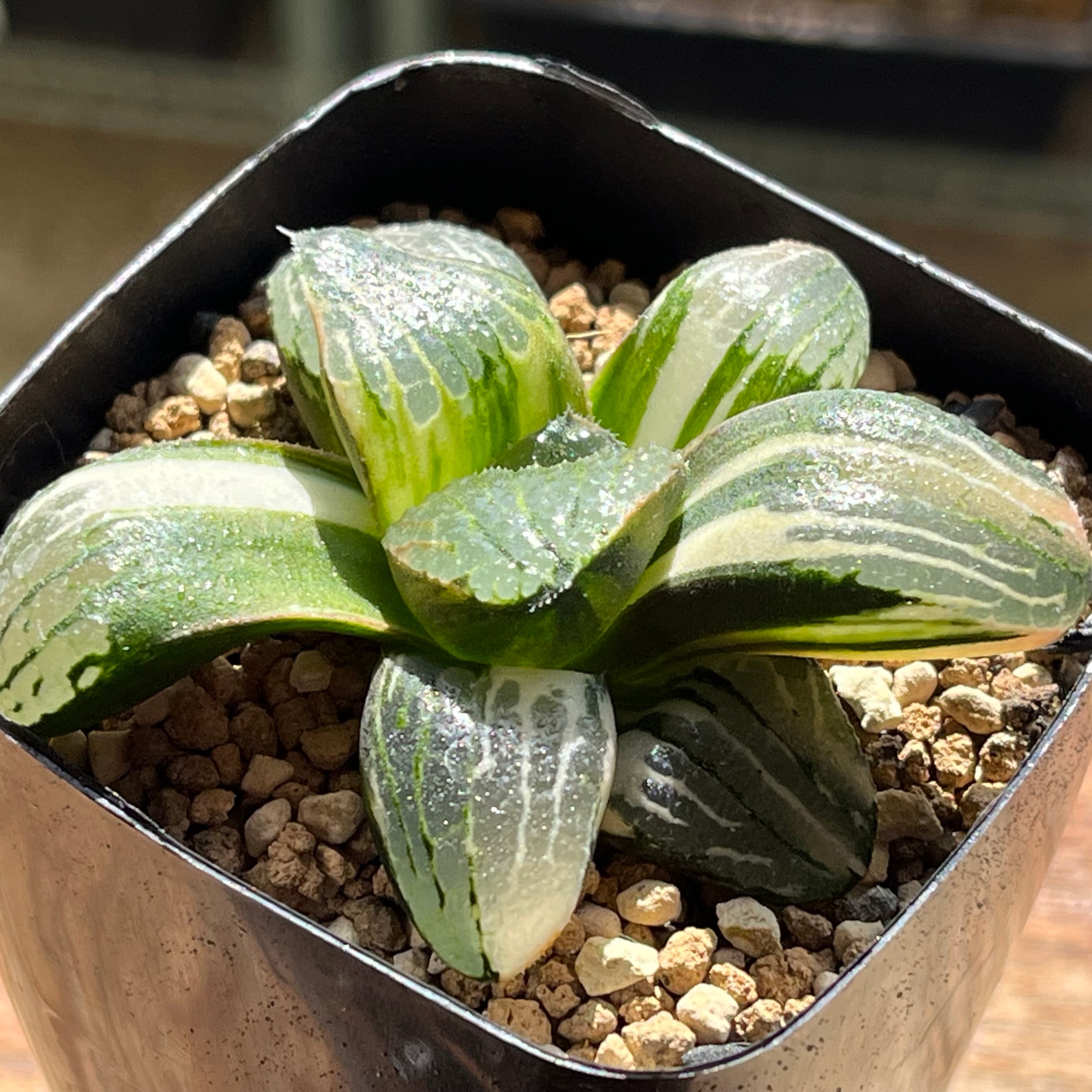 オブツーサ錦　花火　群生　ハオルチア　多肉植物 ≧∇≦）多肉植物 ハオルチア オブツーサ錦 花火 の商品詳細