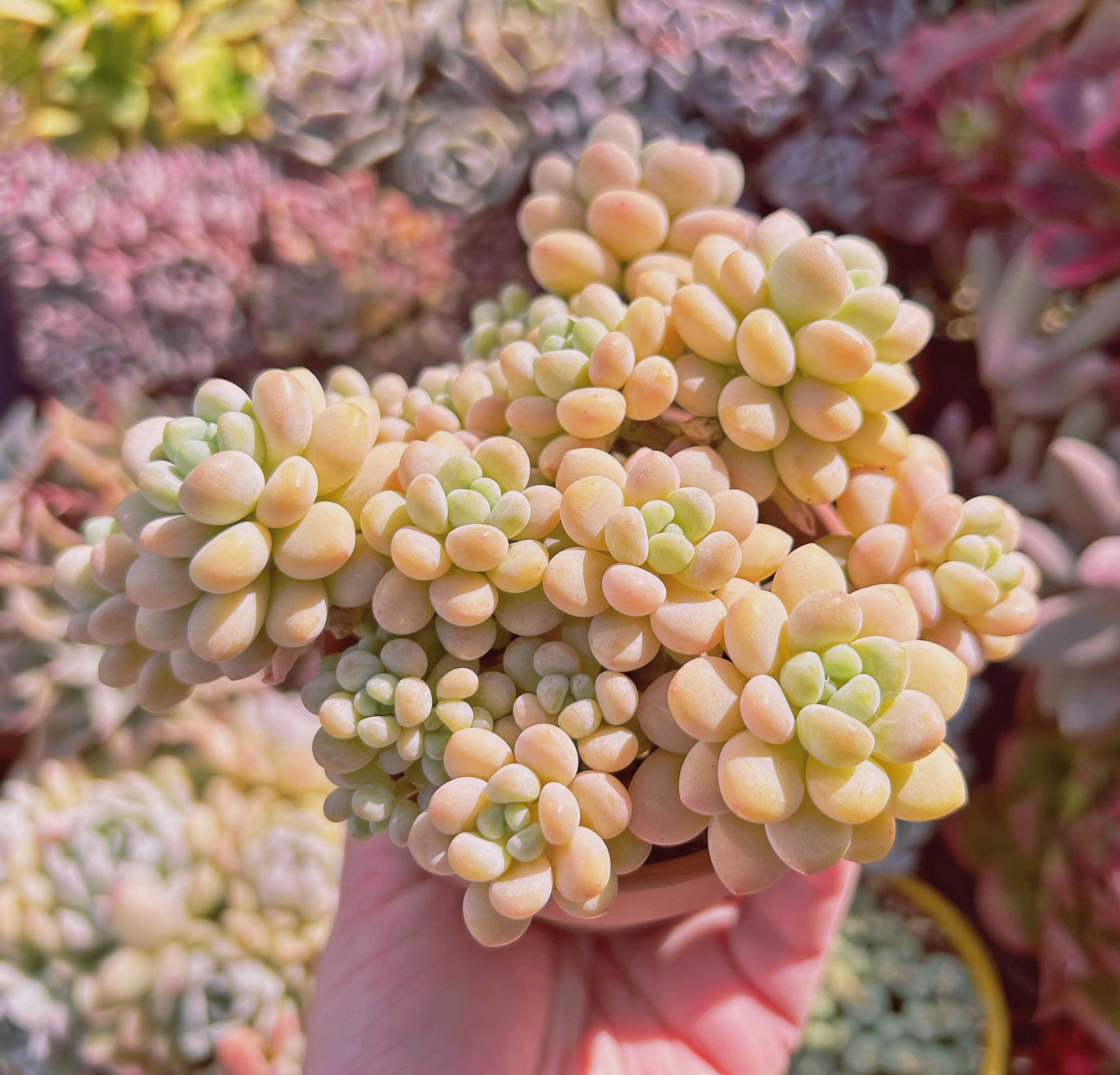 #064現物　多肉植物　ストロベリーミルク　特大